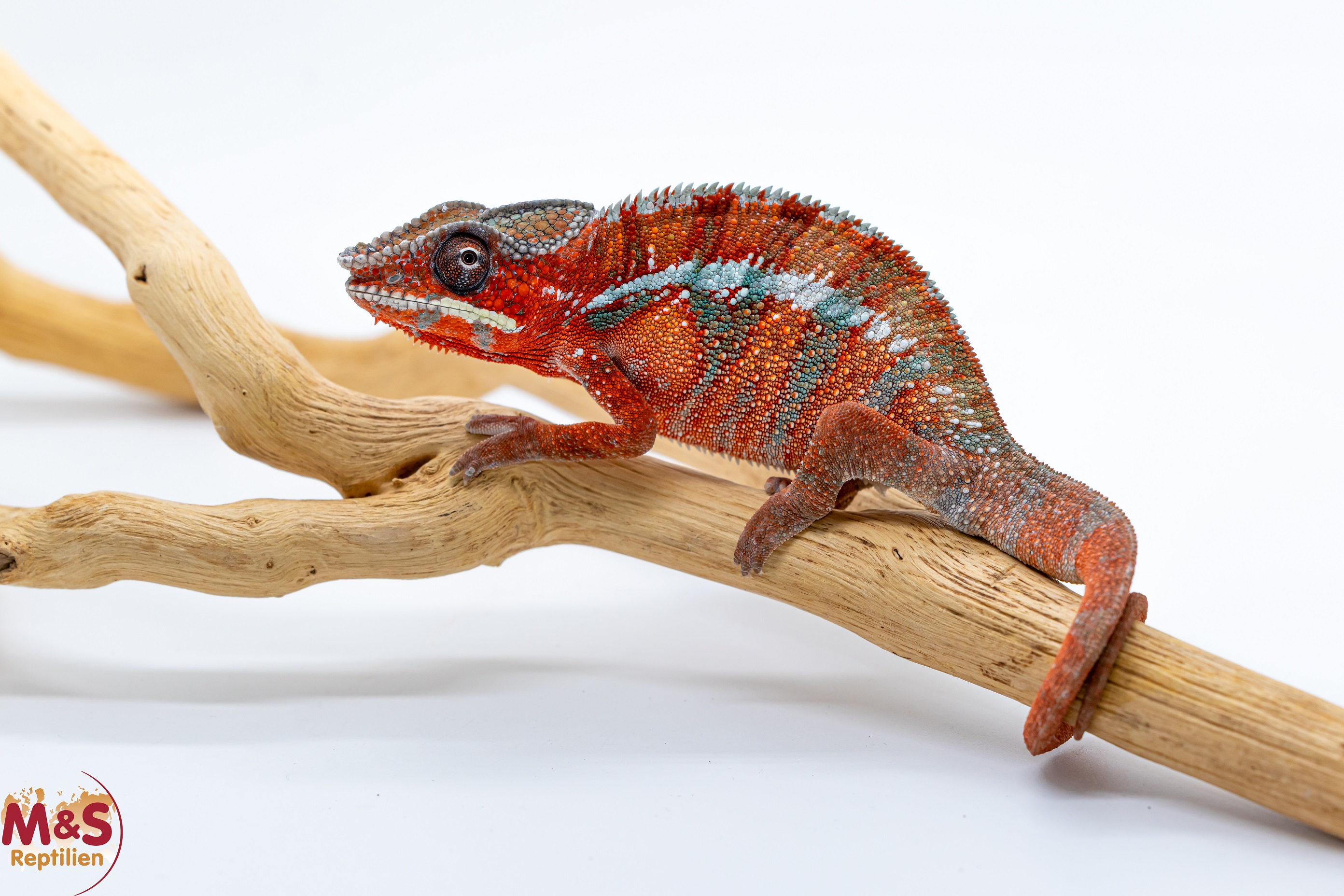 1.0 (Male) 'Ambilobe red' Pantherchamäleon NZ´25 (subadult) Furcifer pardalis (Originalbild)