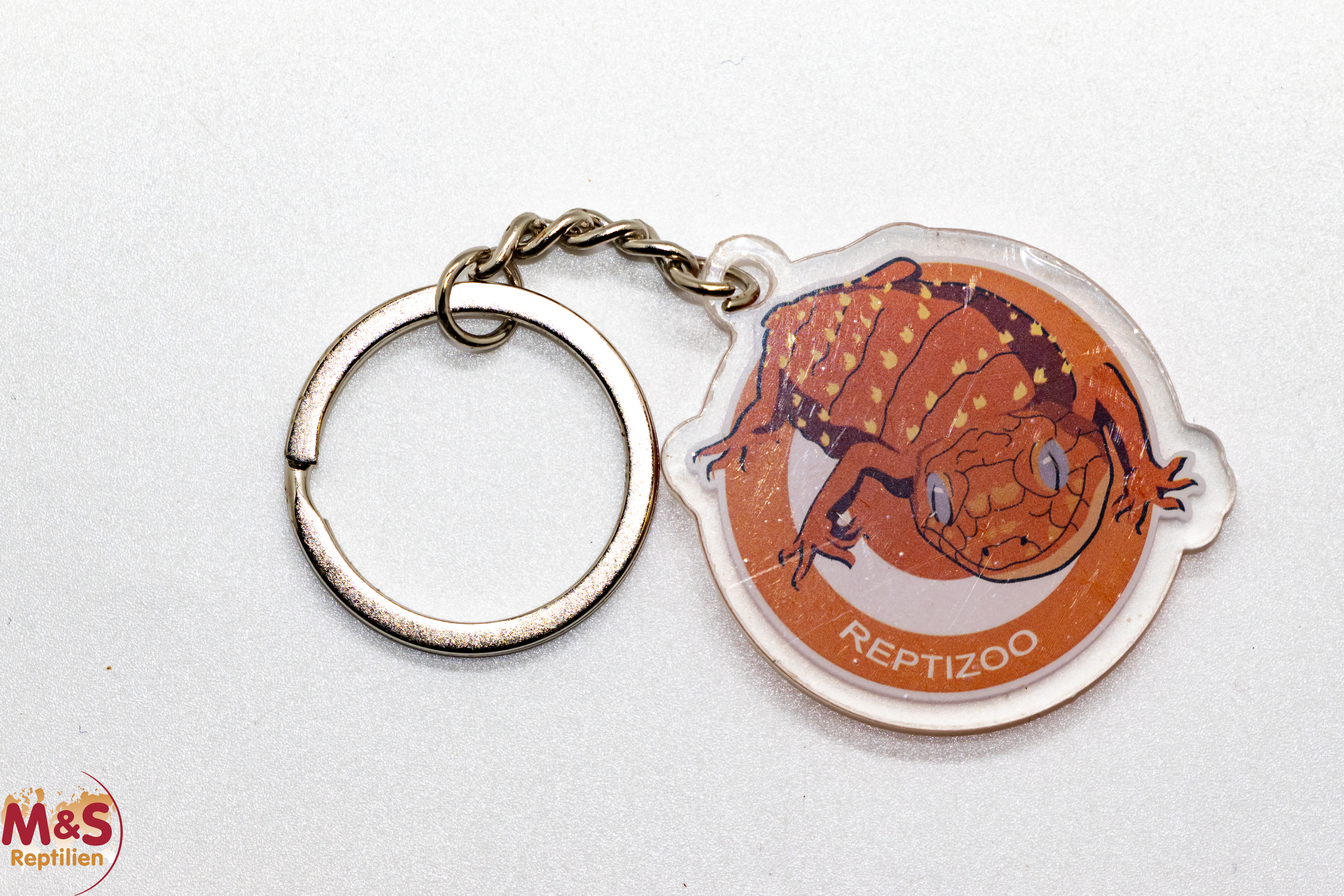 Schlüsselanhänger Knopfschwanzgecko #3