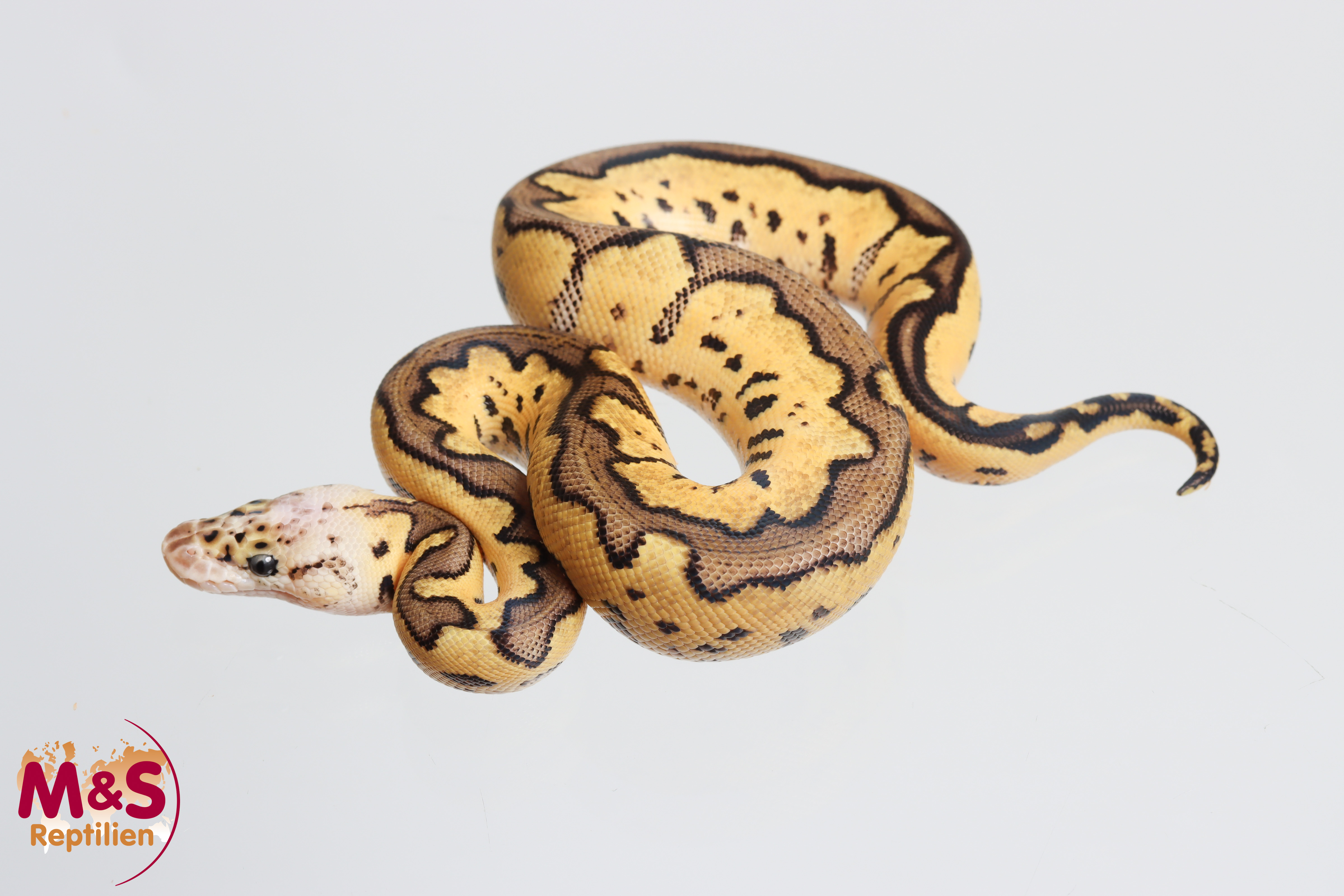 1.0 (Male) Clown-Motley-Pastel Königspython NZ' M&S 26 Python regius