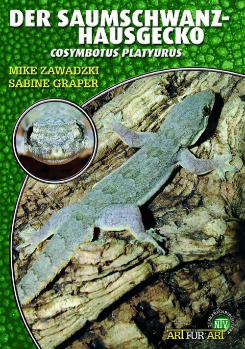 Der Saumschwanzhausgecko - Cosymbotus Platyurus (Mike Zawadzki & Sabine Gräper)