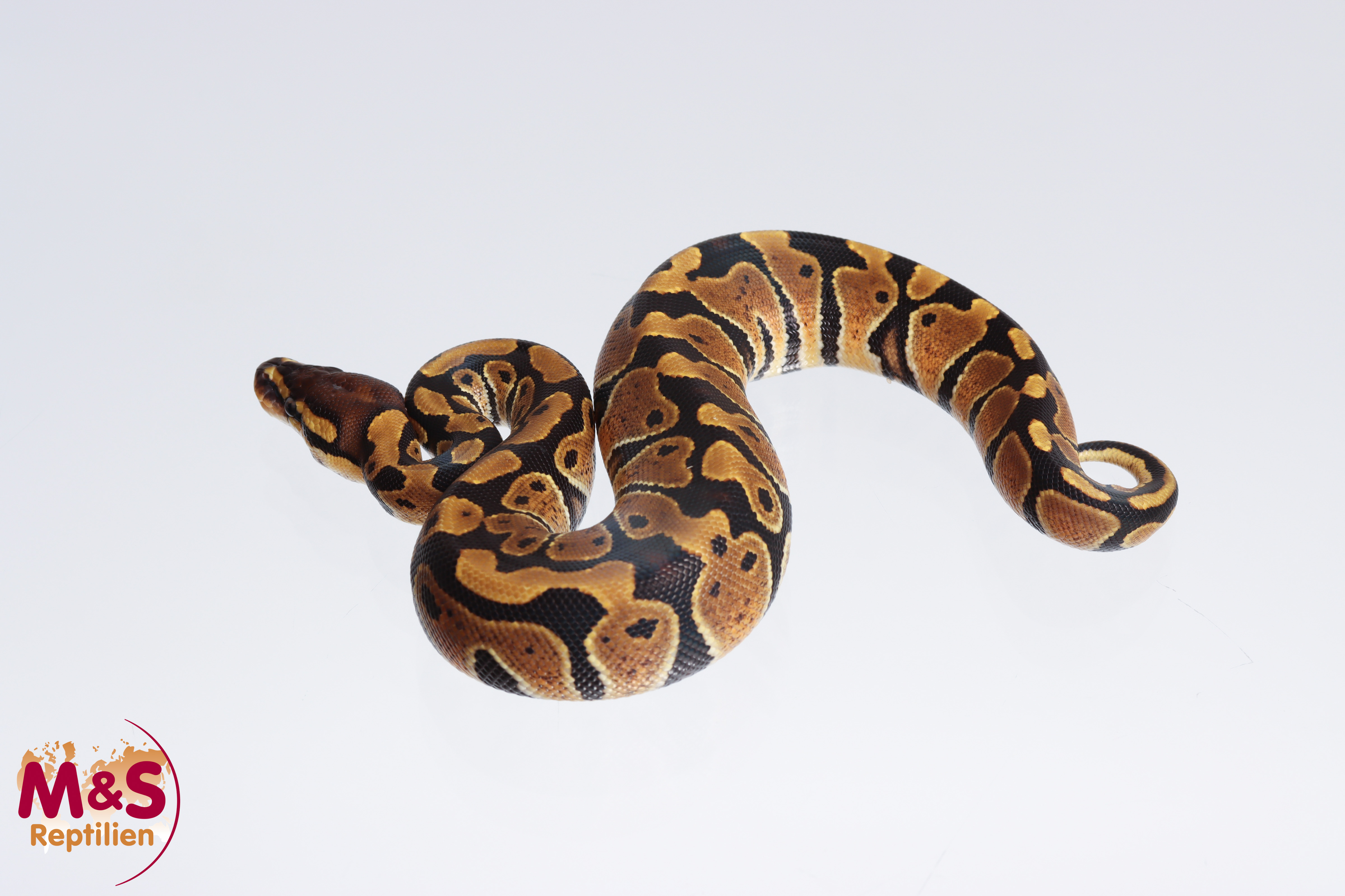 0.1 (Female) 100% doppel hetero Albino-Clown poss. Axantic VPI / SK Königspython NZ´M&S´23 Python re
