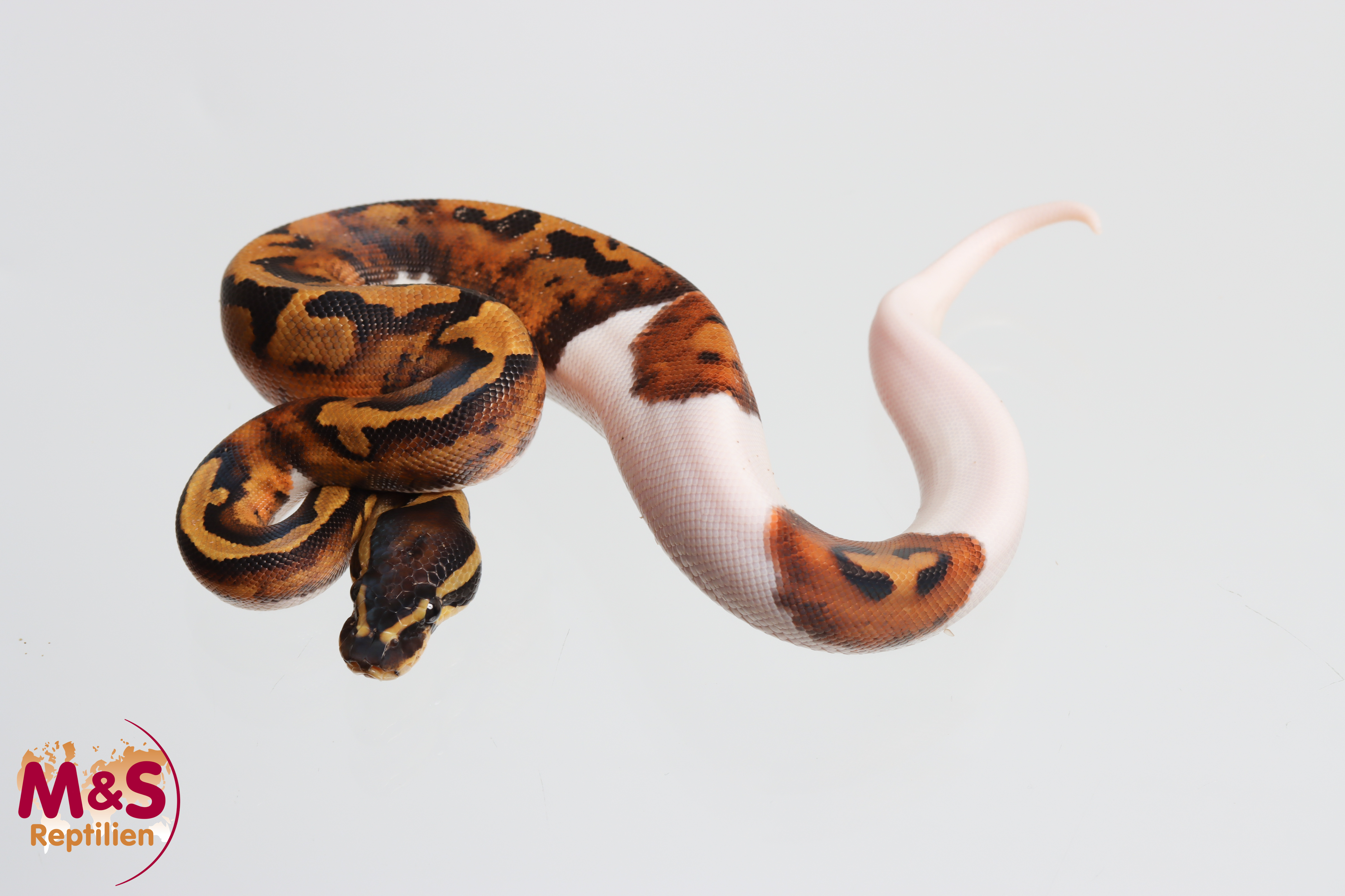0.1 (Female) Piebald poss. Ultramel NZ´M&S´26 Python regius