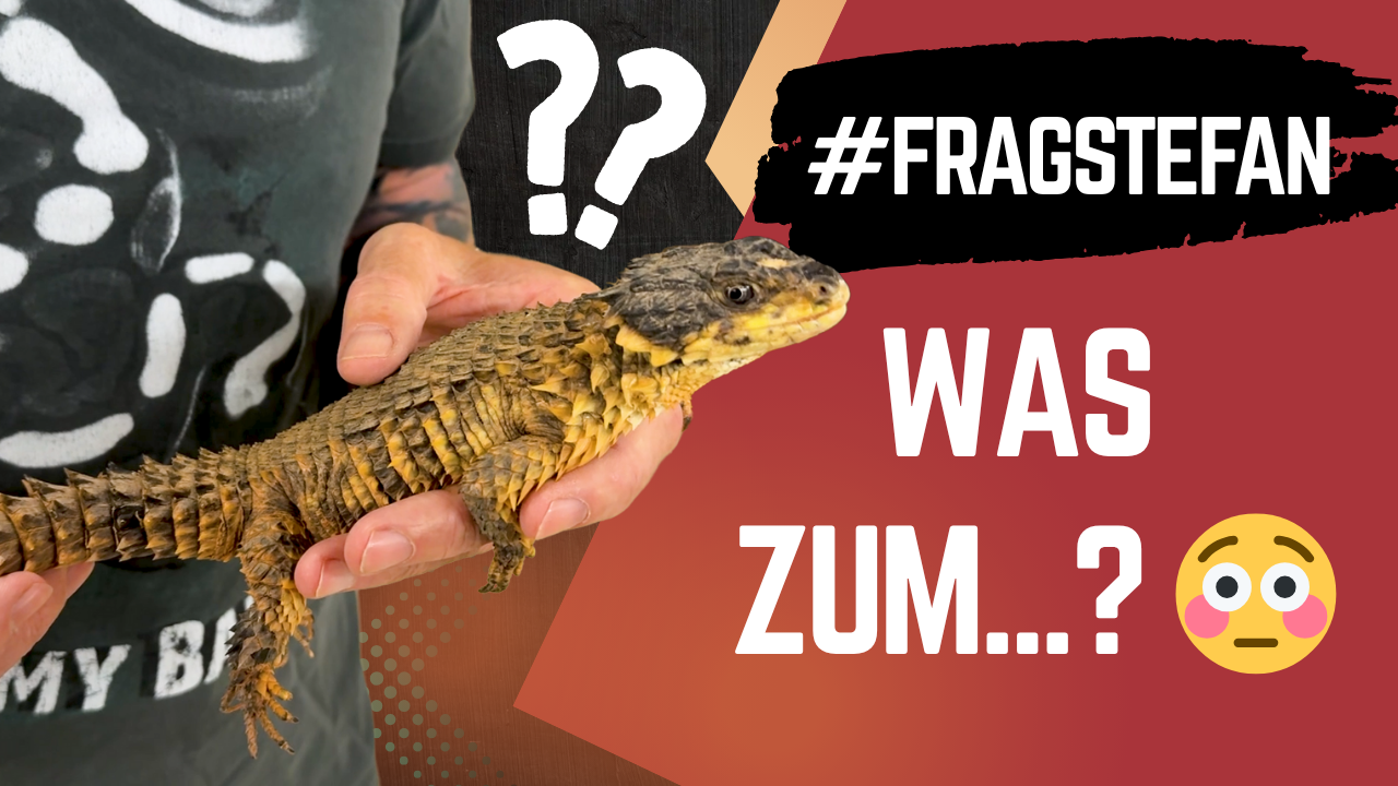 Extrem seltenes Tier & knallharte Fakten: So sieht Stefan die Zukunft der Terraristik!