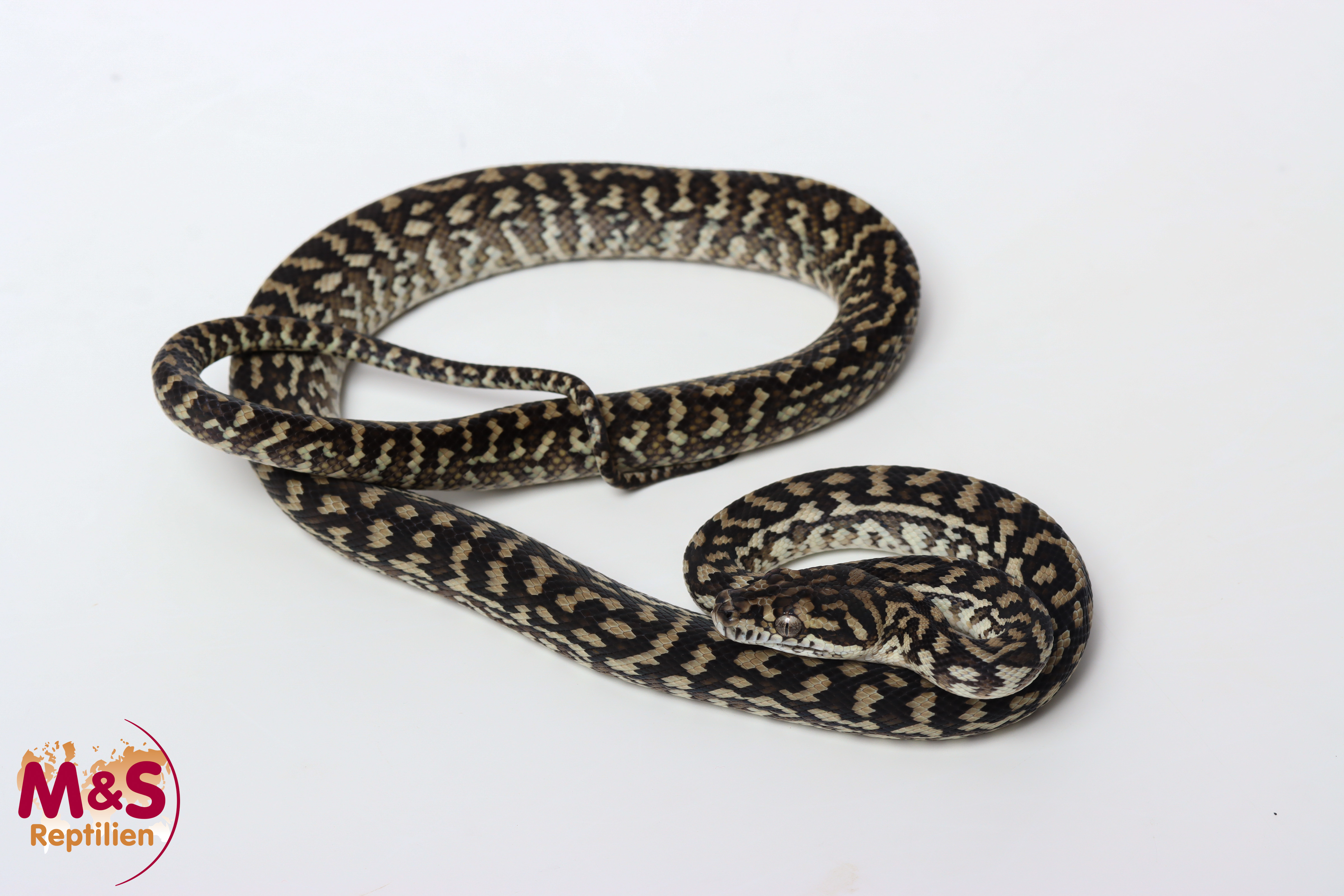 0.1 (Female) Caramel Zebra 100% het. Axanthic Teppichpython NZ’25 (ca.60cm) Morelia spilota (Originalbild)