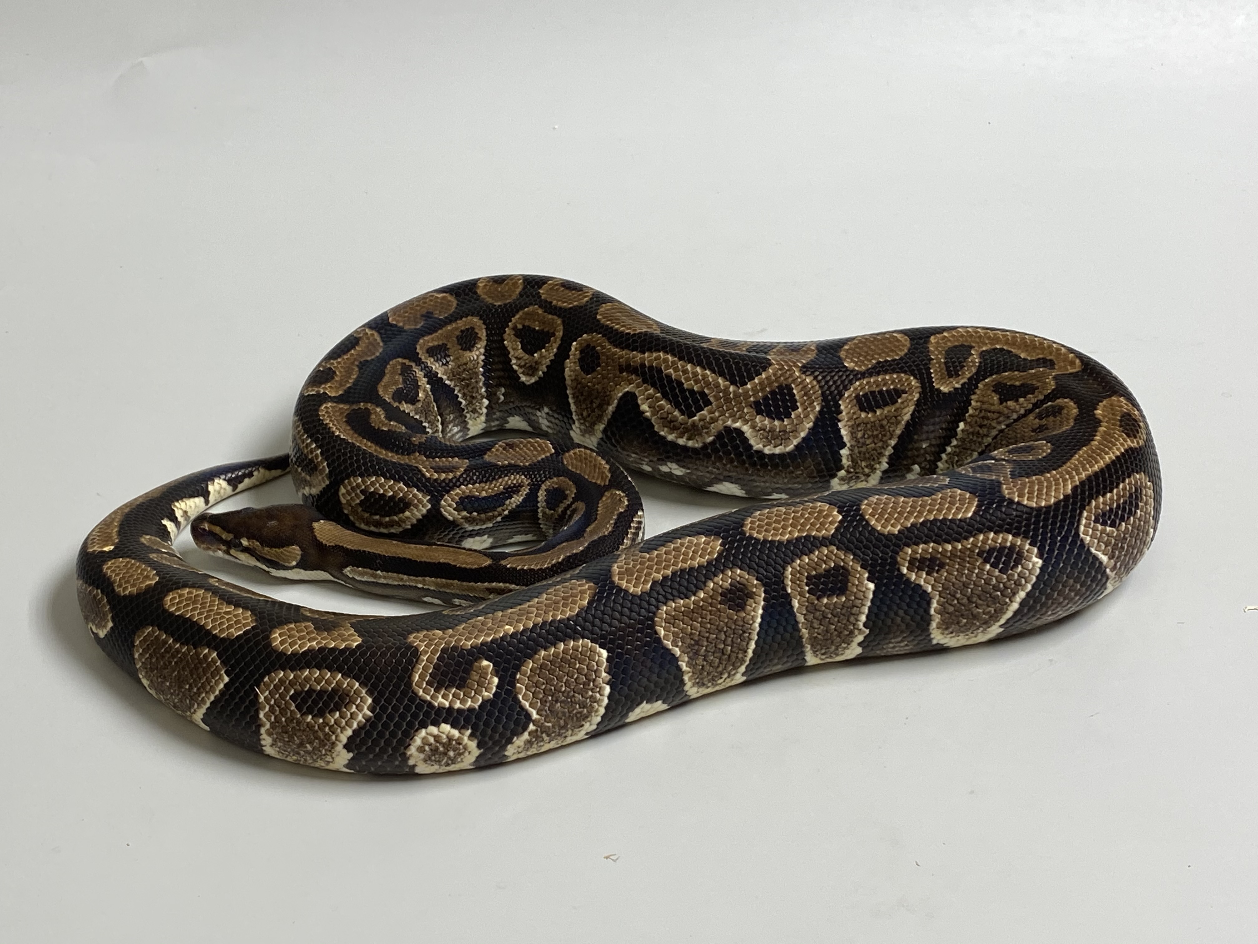Female (0.1) Specter Phantom M&S´15 Python regius