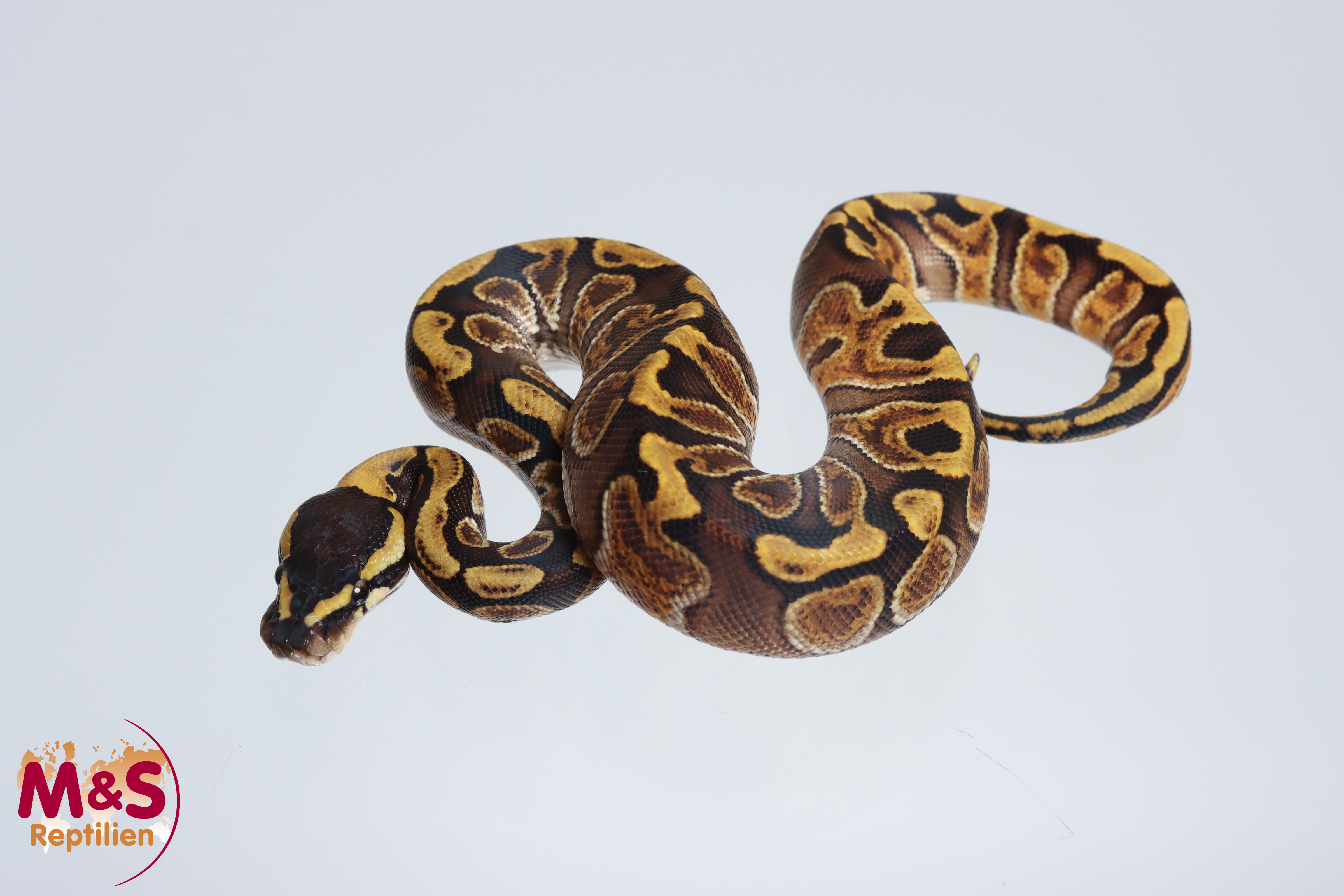 1.0 (Male) GHI Enchi Königspython NZ´M&S´24 Python regius