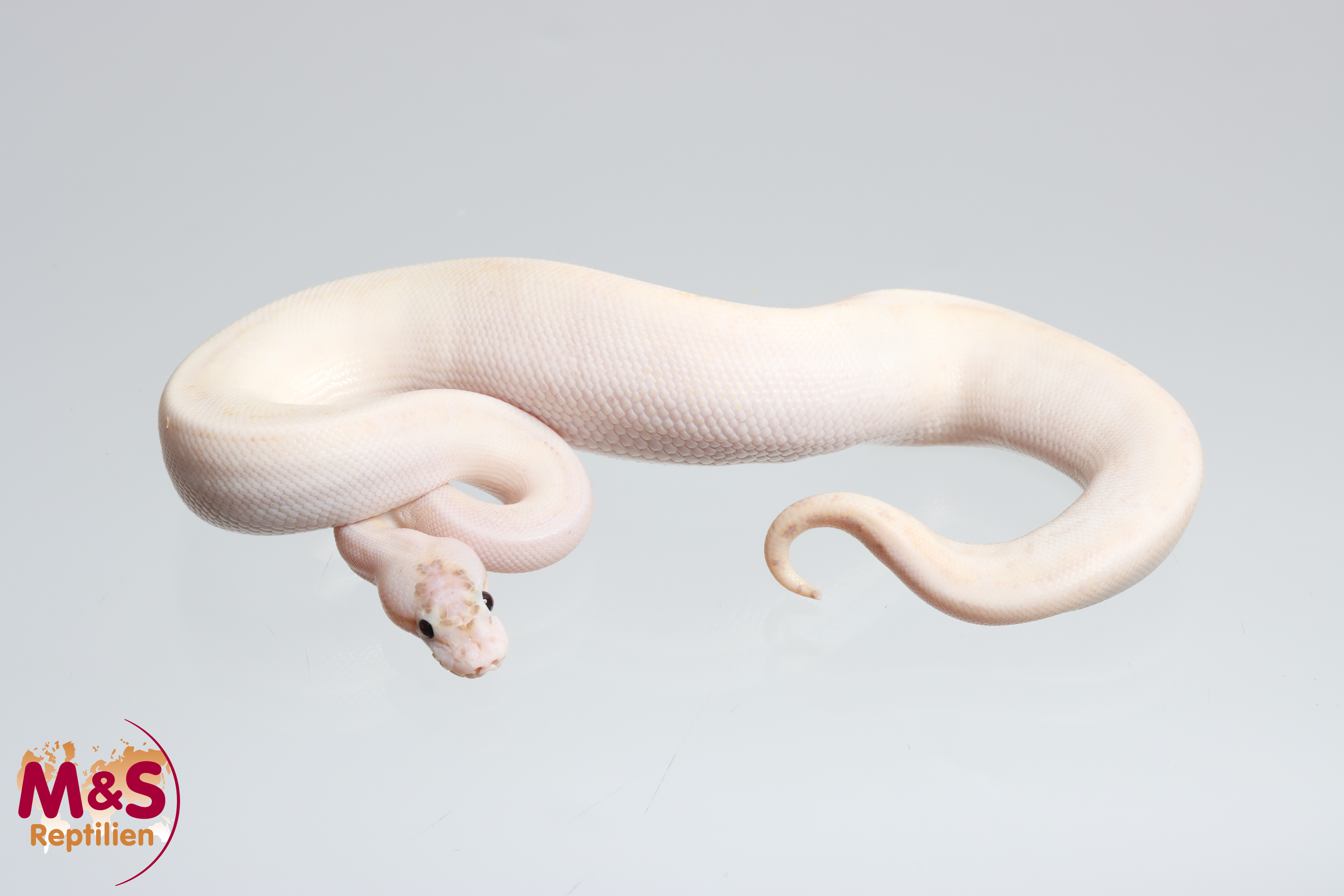 1.0 (Male) Ivory Königspython NZ´25 Python regius