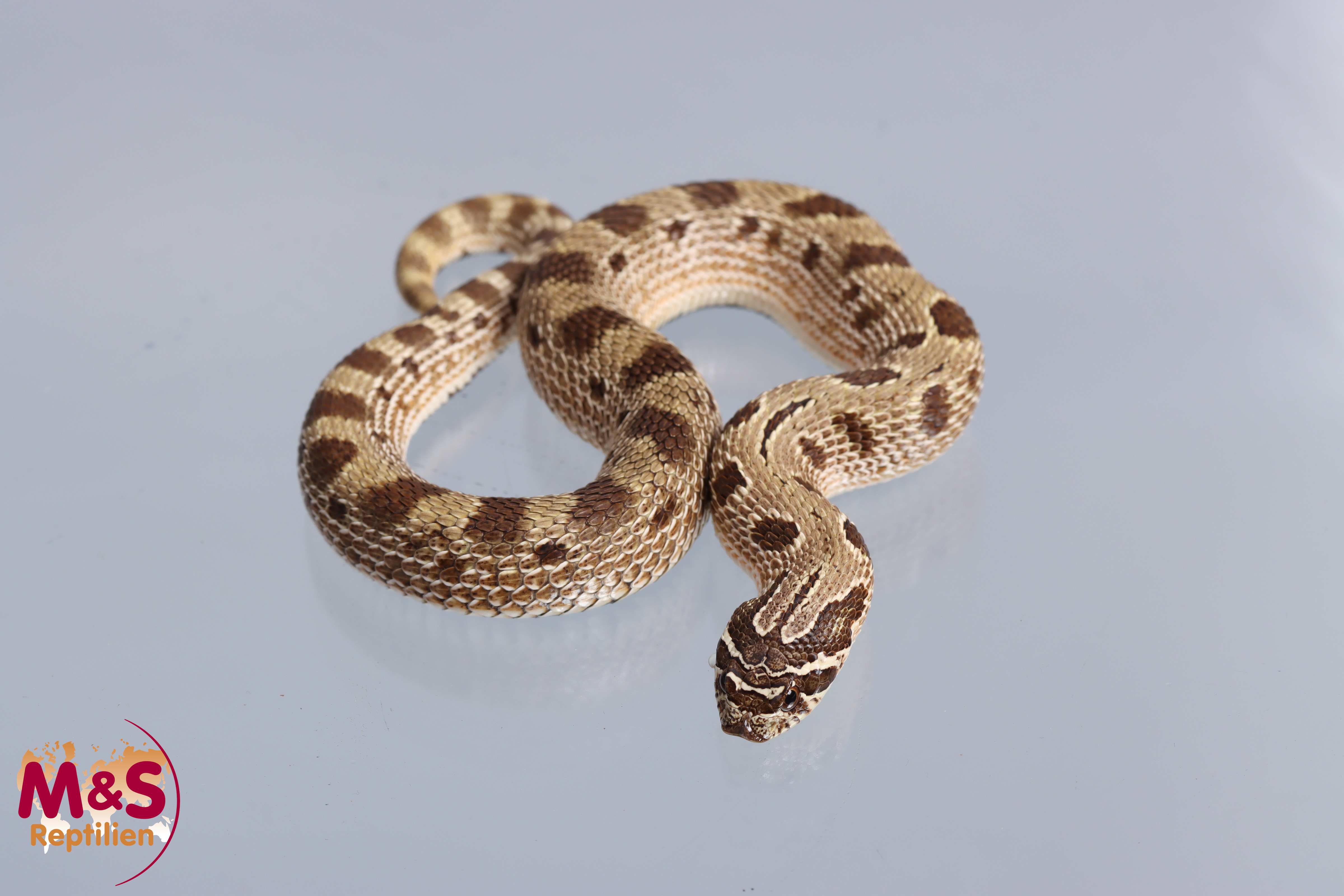 0.1 (Female) Conda het. Lavender Hakennasennatter NZ´25 (ca.25cm) Heterodon n. nasicus (Symbolbild)