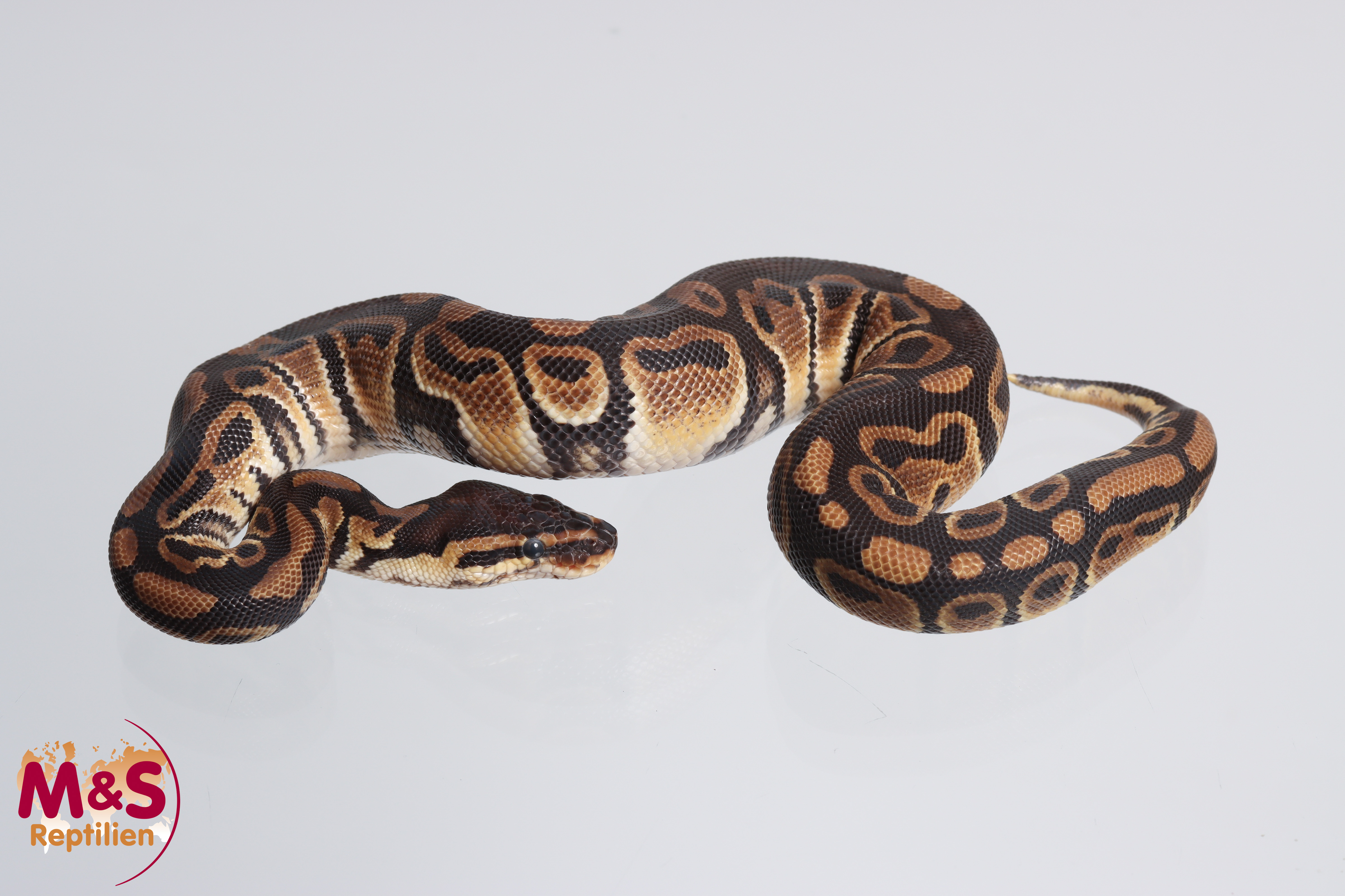 1.0 (Male) Leopard 100 % DH Ultramel-Clown Königspython DNZ´23 Python regius