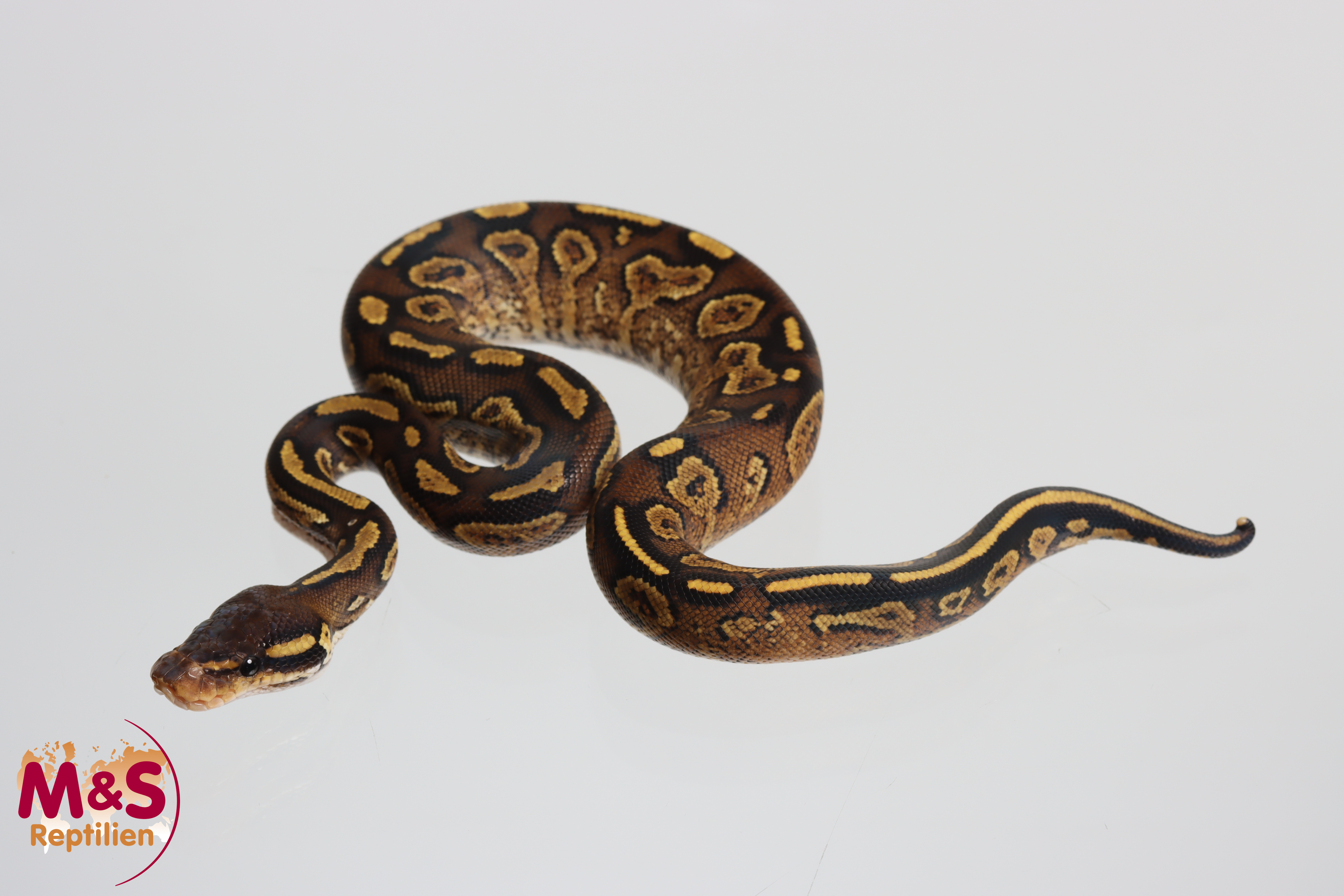0.1 (Female) Bongo - Gravel (Knick in Schwanzspitze) Königspython NZ´M&S´26 Python regius