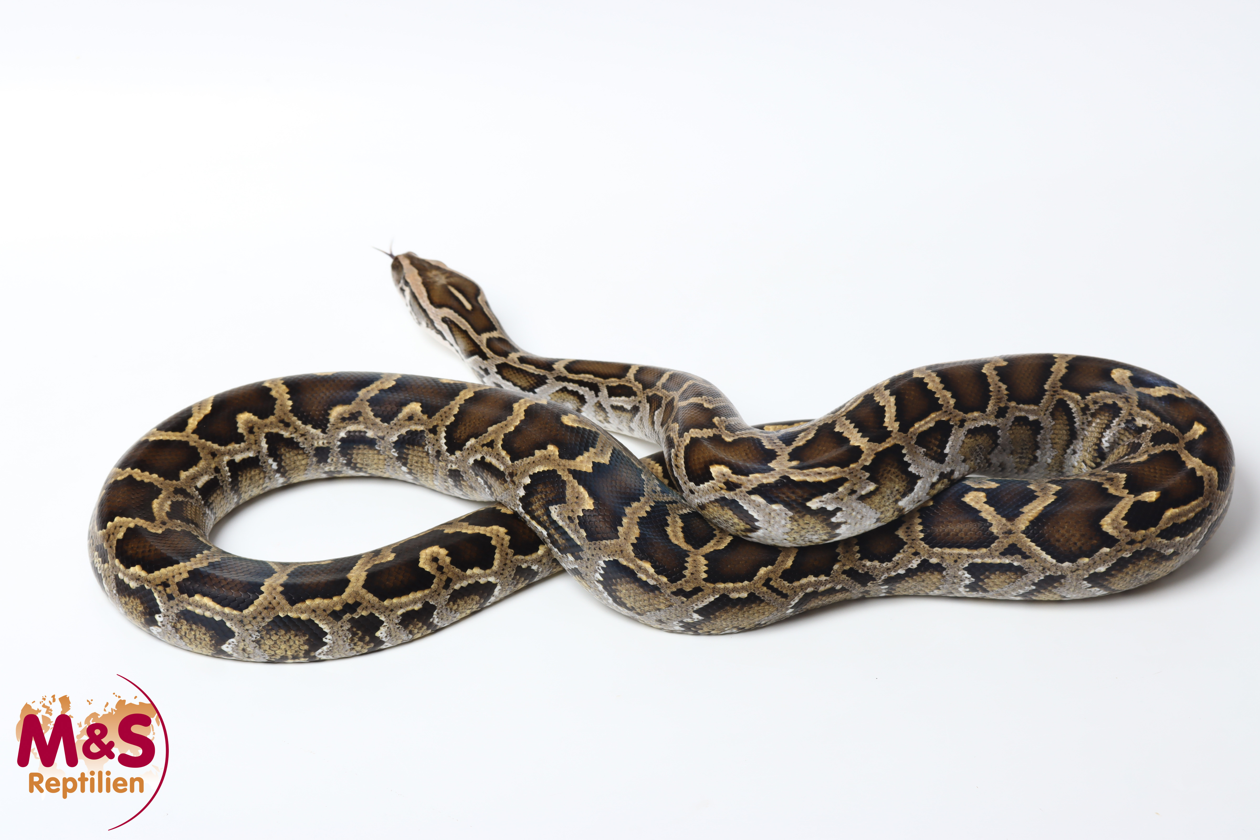 1.0 (Male) Halbzwerg-Tigerpython NZ'23 (ca. 150 cm) Python bivittatus (Originalbild)