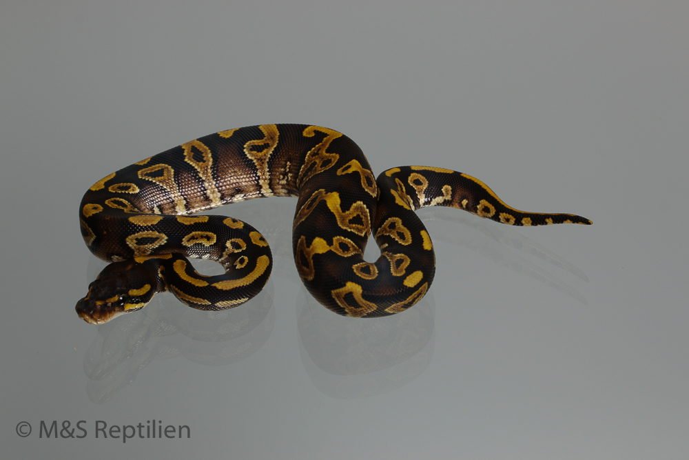 1.0 (Male) Phantom - Pos. Gravel  Königspython NZ´M&S´16 Python regius