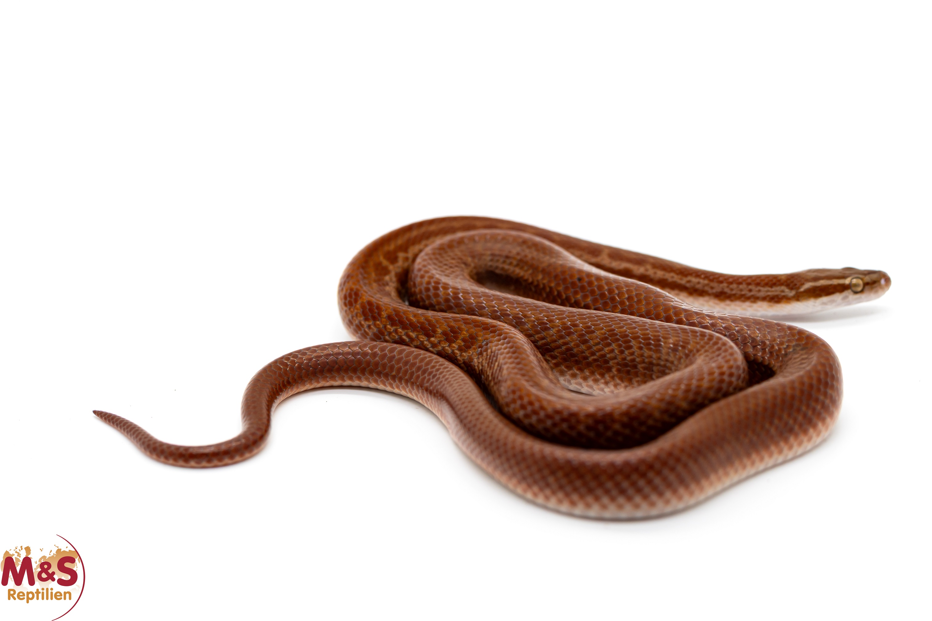 1.0 (Male) Kap Hausschlange ''Classic het Red Albino'' NZ 21 ( ca.80 cm) Boaedon capensis (Originalbild)