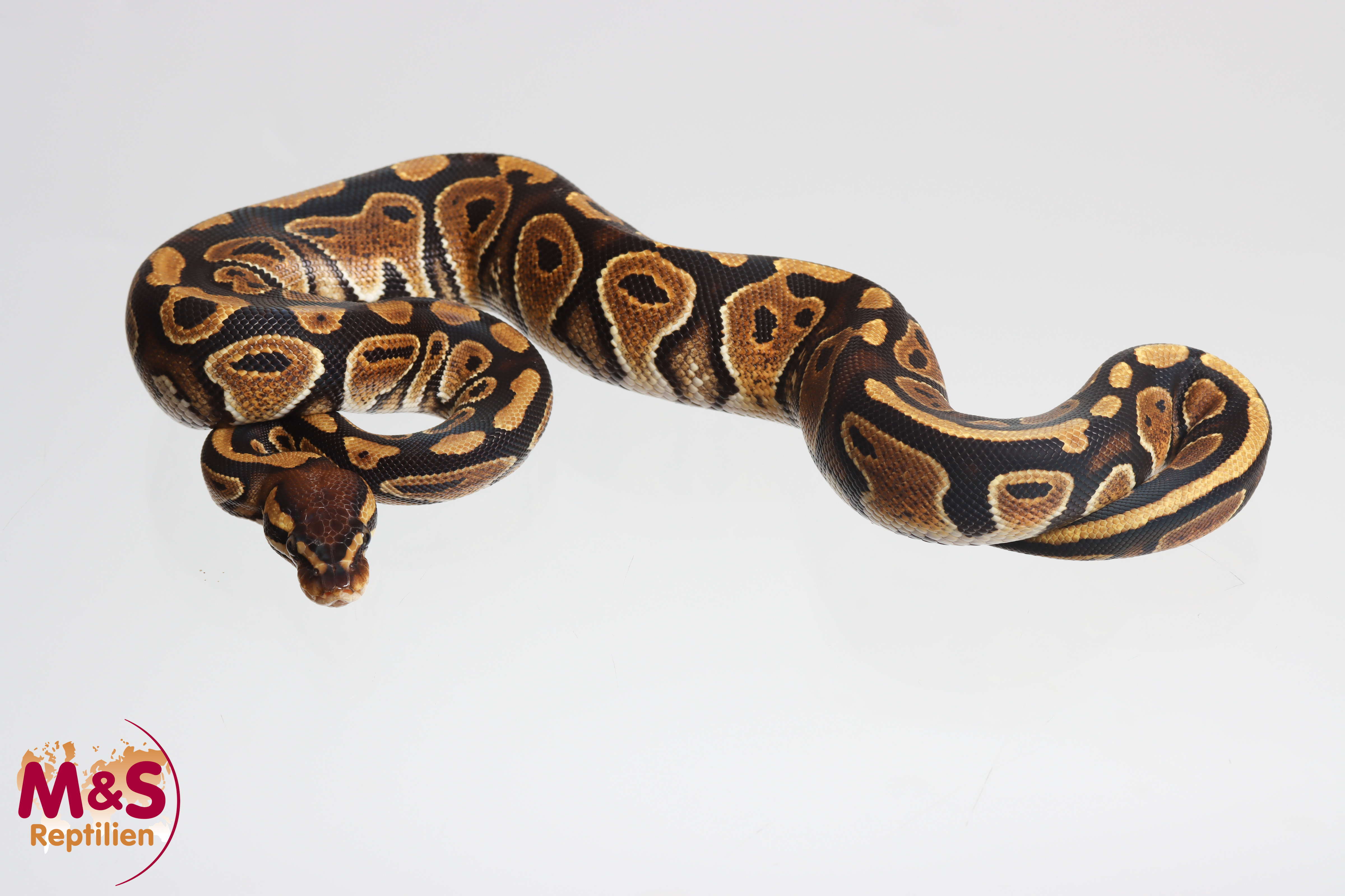0.1 (Female) het. Genetic Stripe poss. Ultramel Königspython NZ´M&S´25 Python regius