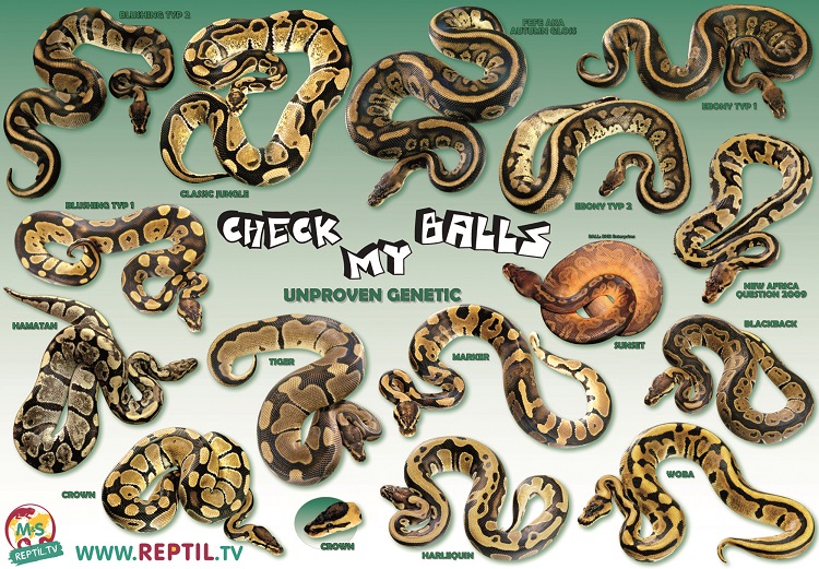 Poster  Königspython, UNPROVEN Farbmorphen "Check My Balls"