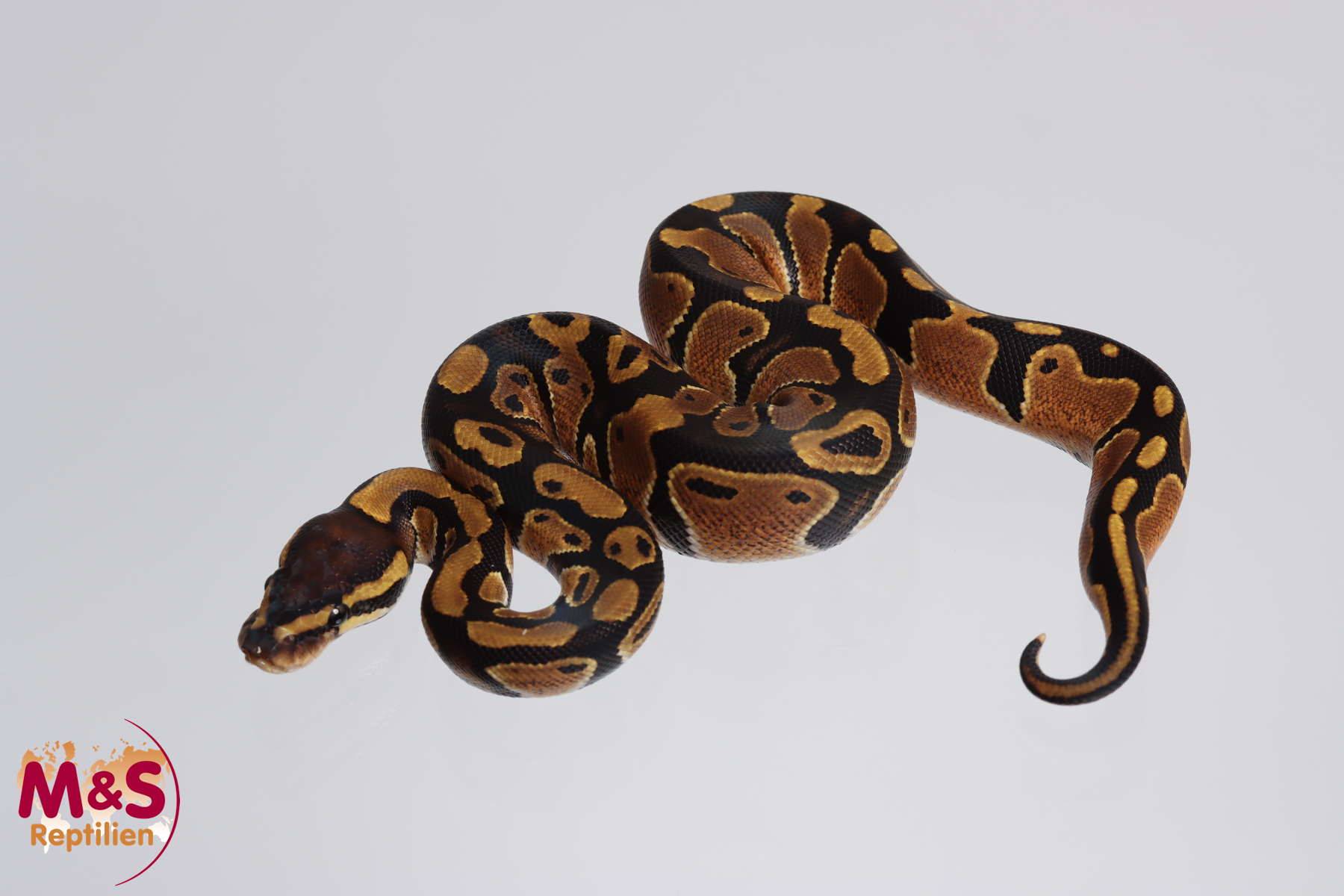 0.1 (Female) 100% hetero Piebald - 66% poss. hetero Lavender Königspython NZ´M&S´23 Python regius
