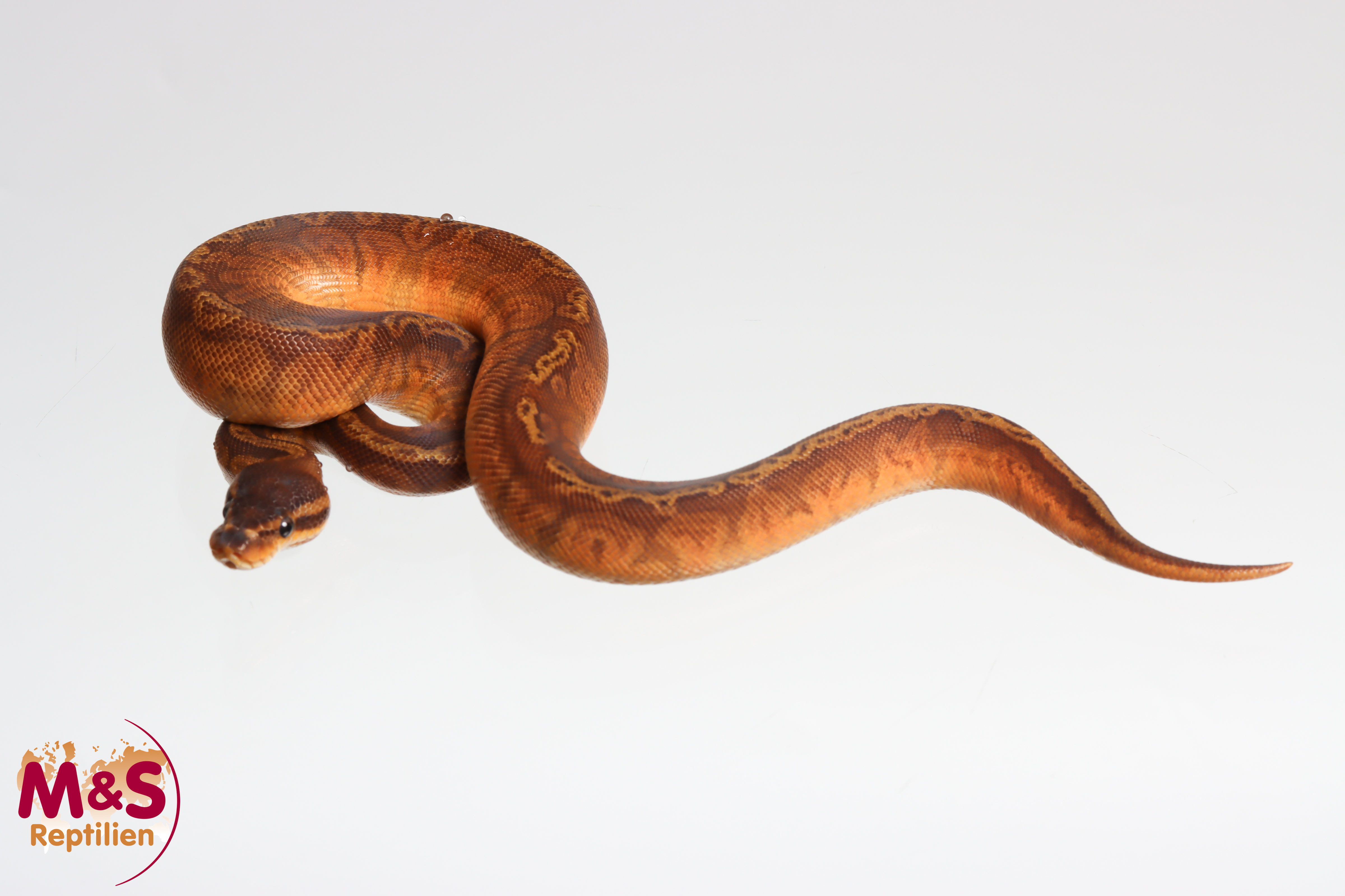 1.0 (Male) Sunset 66% poss. het Ultramel Königspython NZ´M&S´26 Python regius