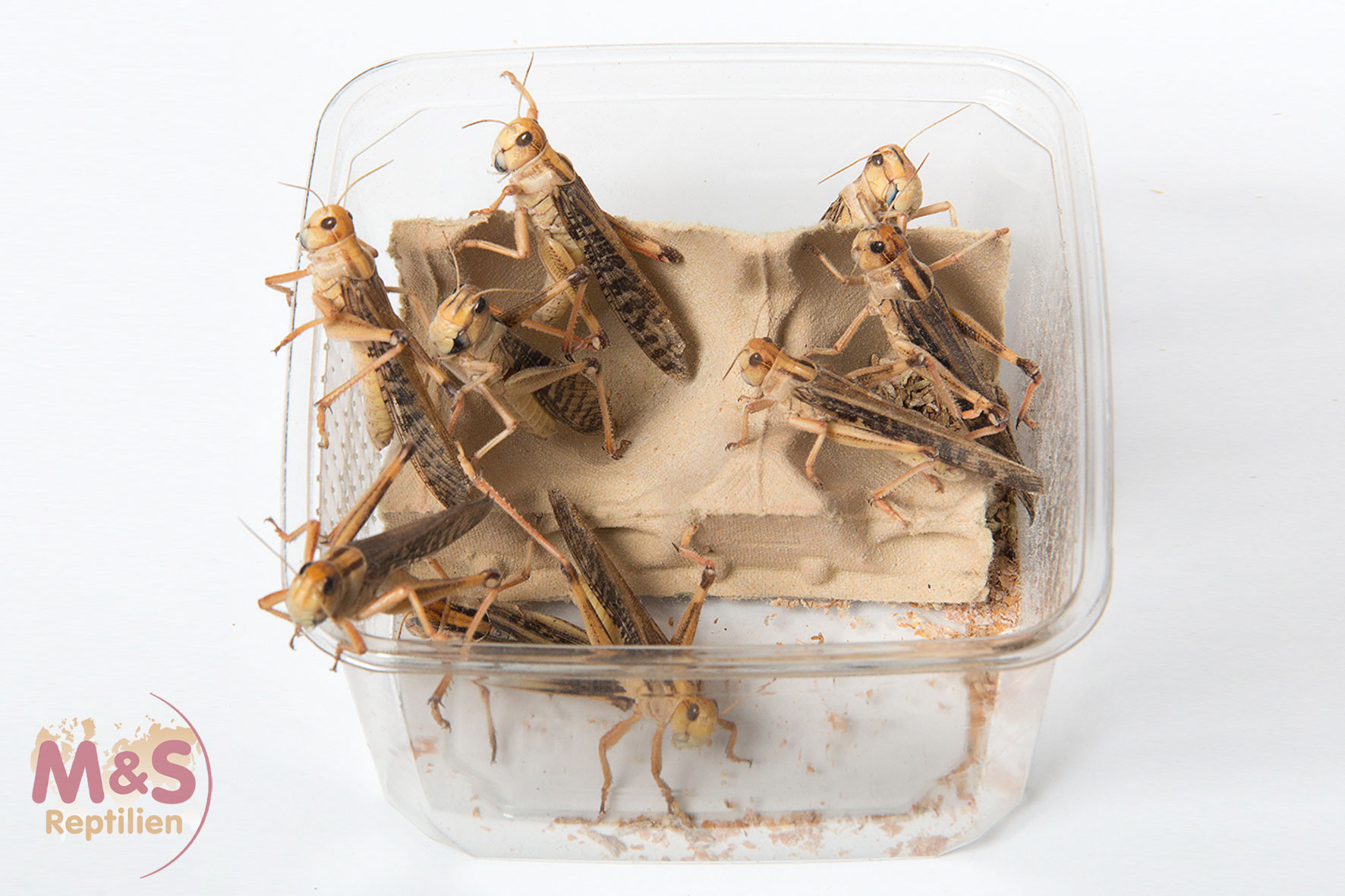 Wanderheuschrecken groß (Locusta migratiria) Futterinsekten Spar-Abo 14-tägig