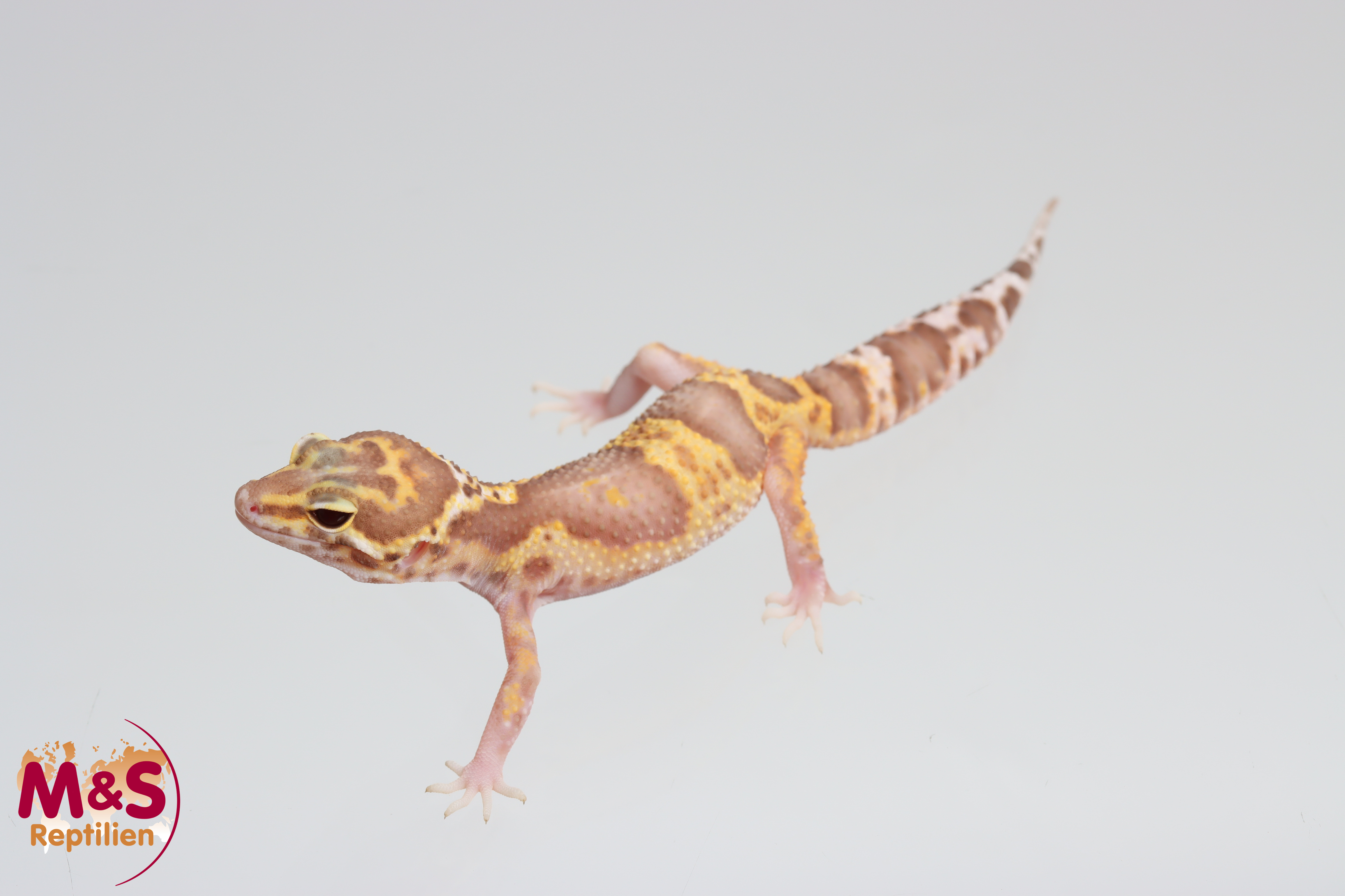 0.1 (Female) Mack Raptor Leopardgecko NZ´25 (medium) E. macularius (Originalbild)