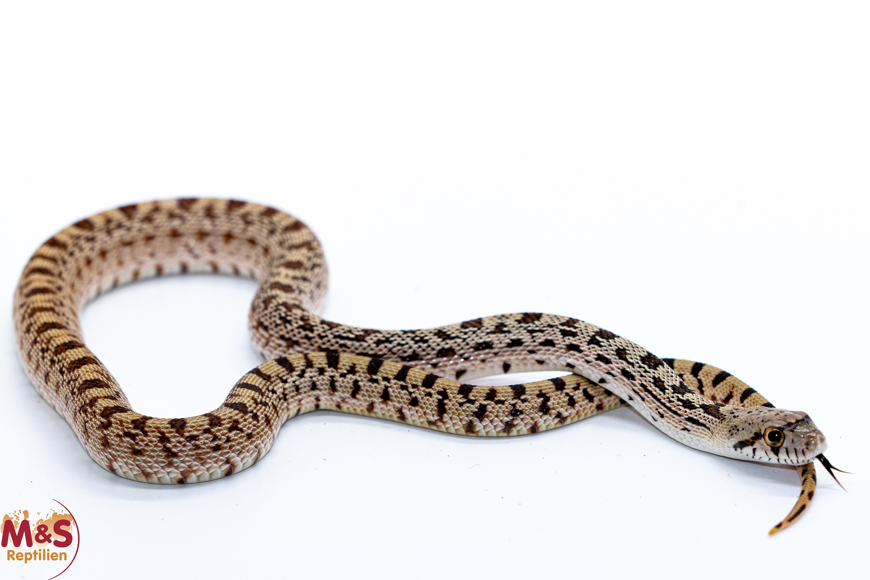 1.0 (Male) Gophernatter NZ´25 (ca. 40-50 cm) Pituophis catenifer