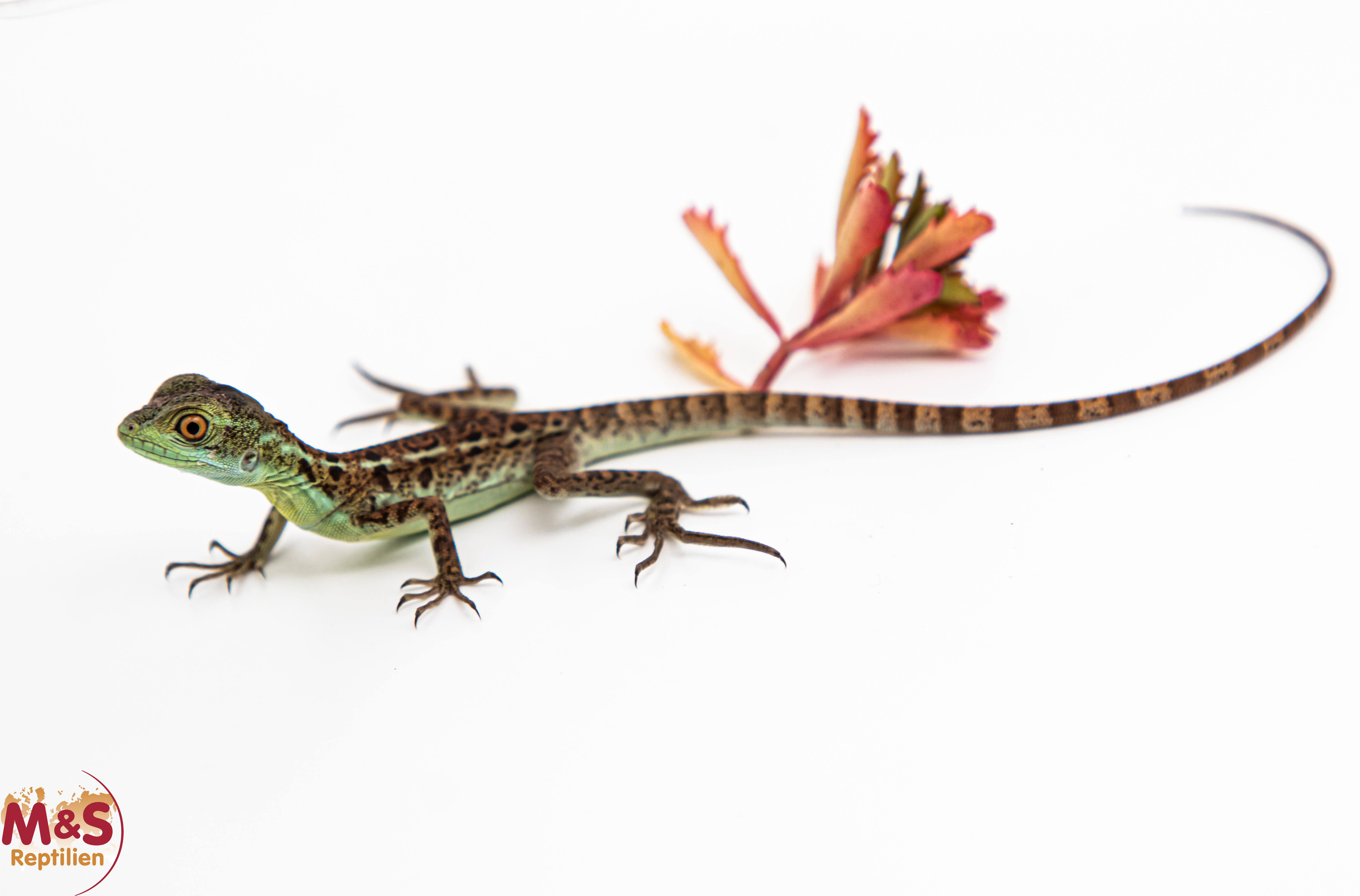 Stirnlappenbasilisk NZ´25 (small) Basiliscus plumifrons (Symbolbild) Geschlecht unbekannt!