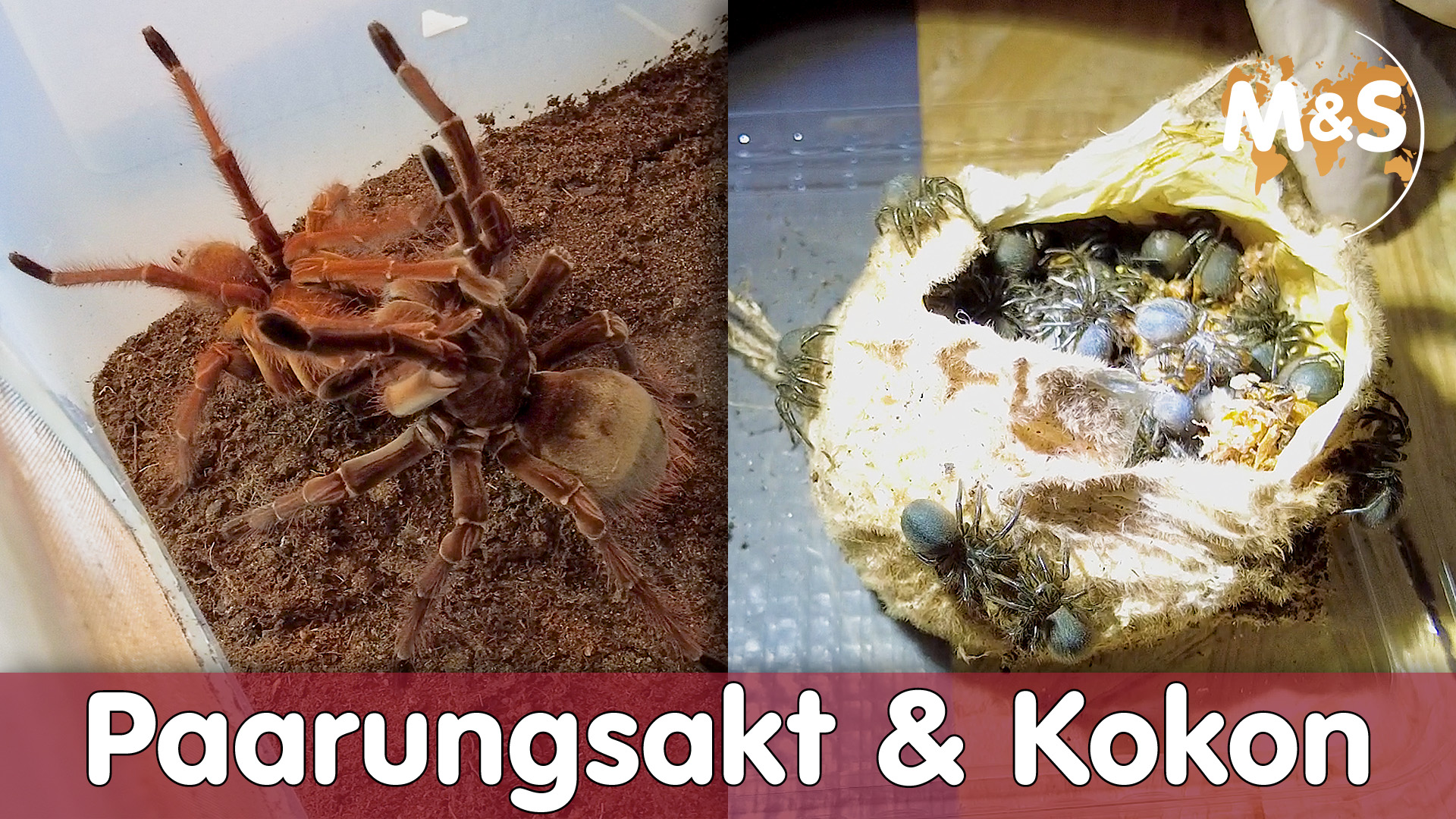 Paarungsakt gefilmt! | Theraphosa apophysis, blondi, stirmi