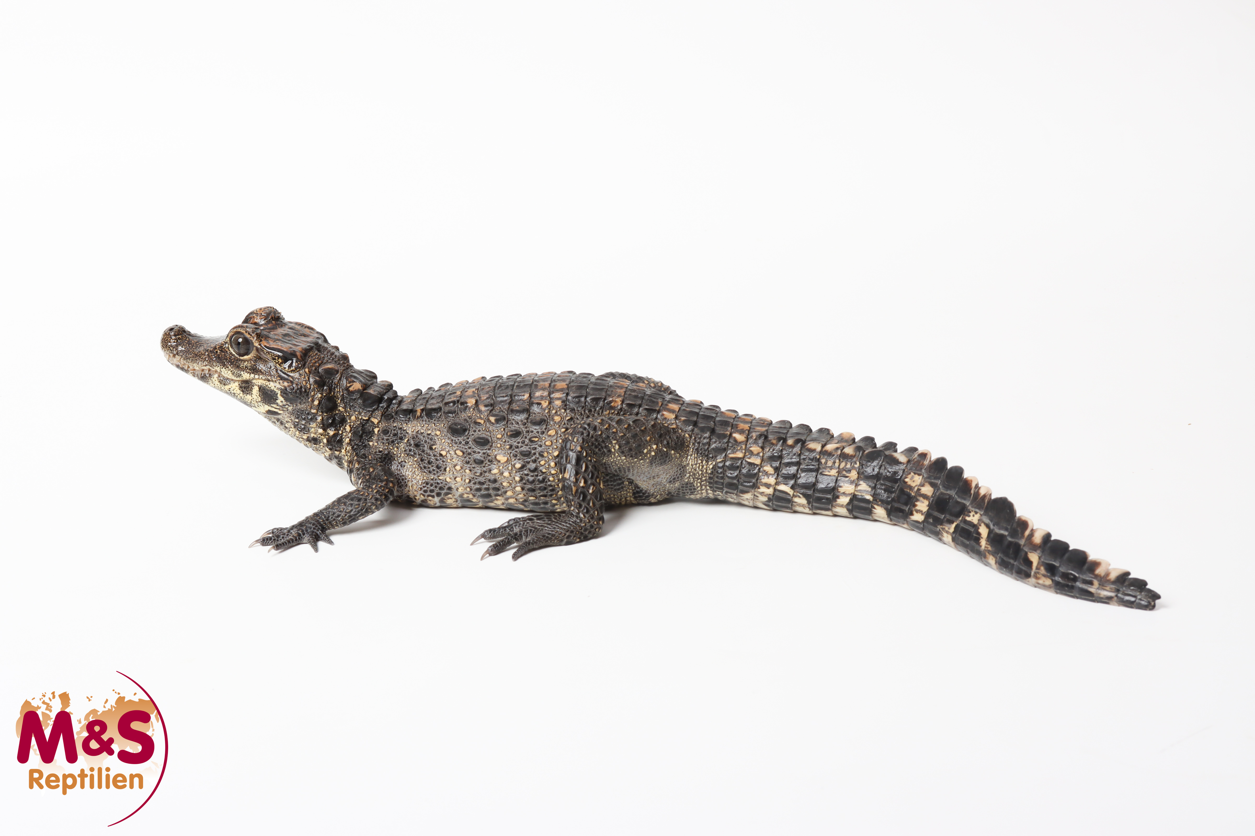 Stumpfkrokodil ( 50 cm) NZ' 24 Osteolaemus tetraspis (Originalbild)