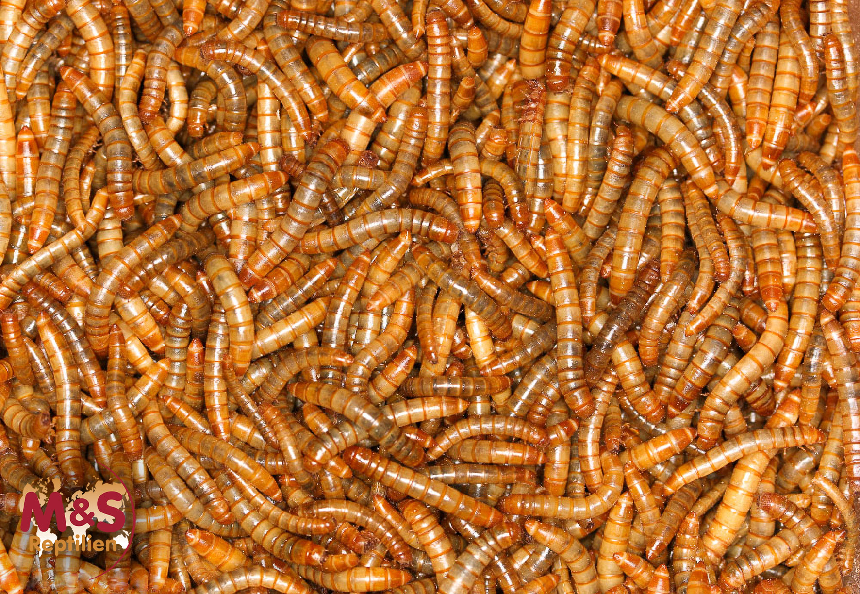 Mehlwürmer (Tenebrio molitor) 60g Futterinsekten Spar-Abo 7-tägig