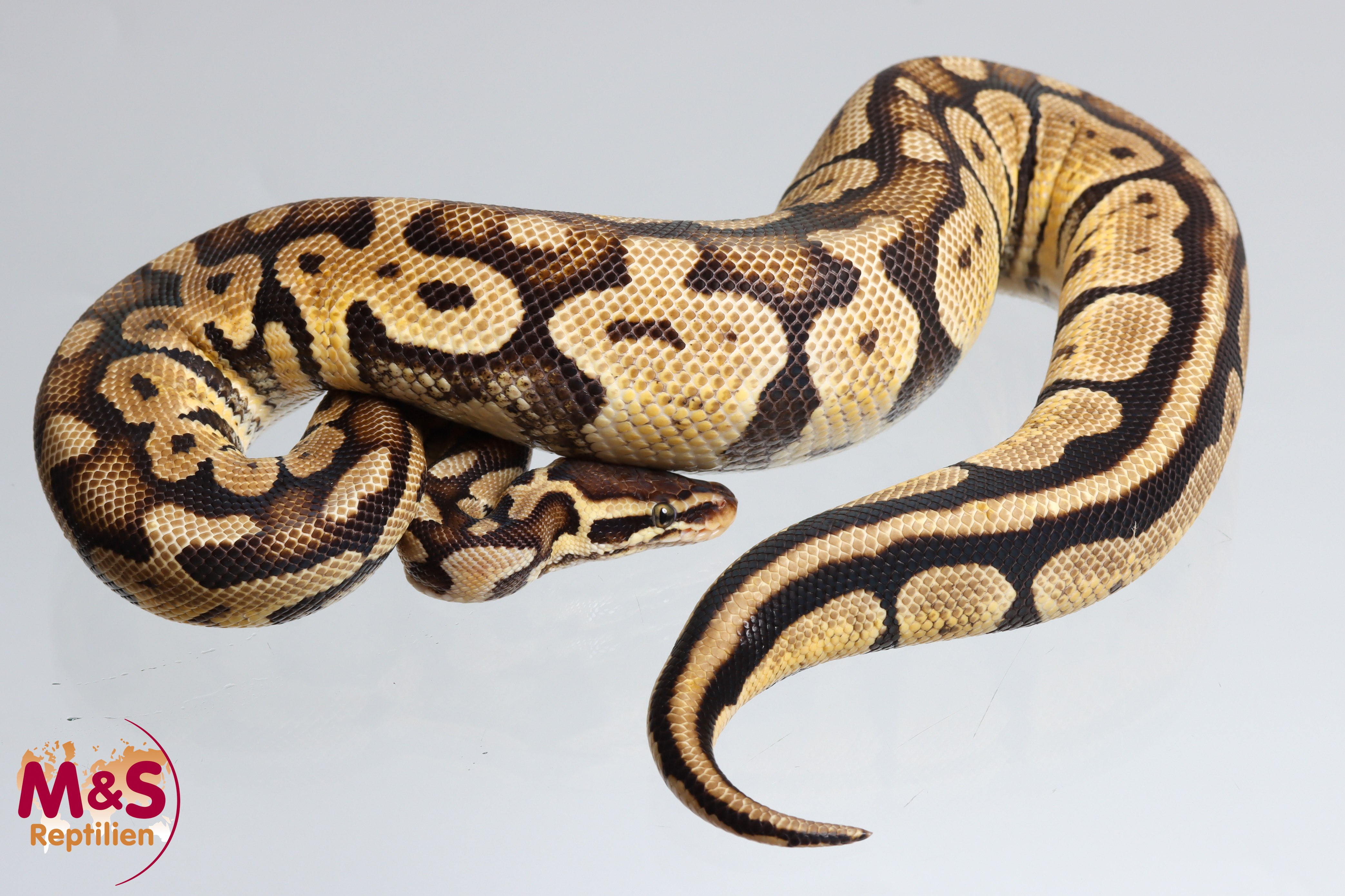 1.0 (Male) Pastel Fire (?) Königspython NZ'24 (aubadult) Python regius