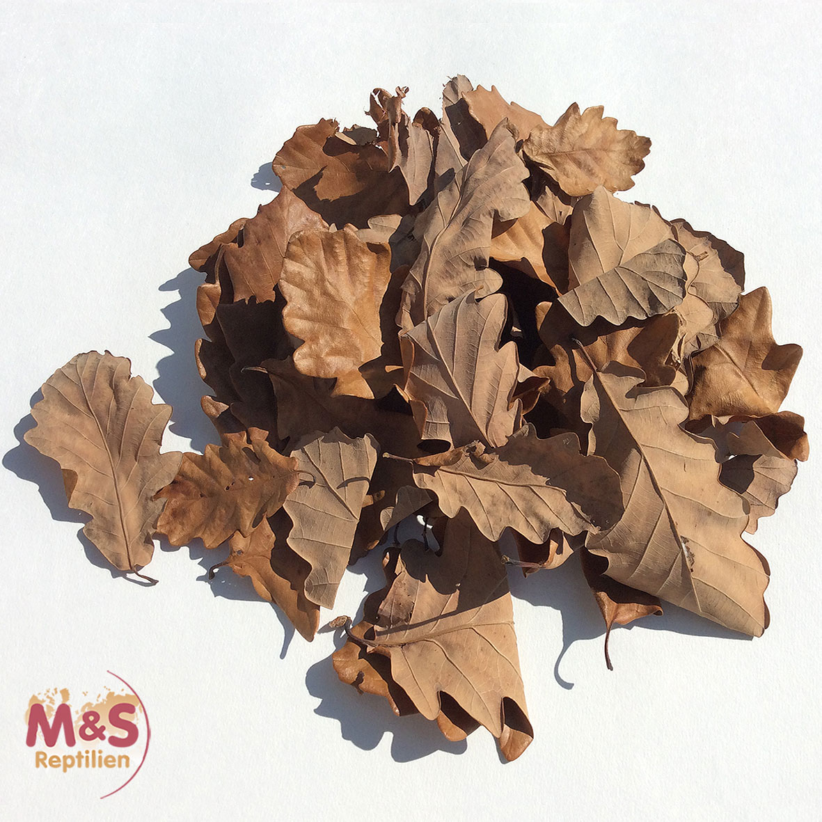 Eichenlaub/Eichenblätter braun, getrocknet, Futter/Dekoblätter (100 Stück)