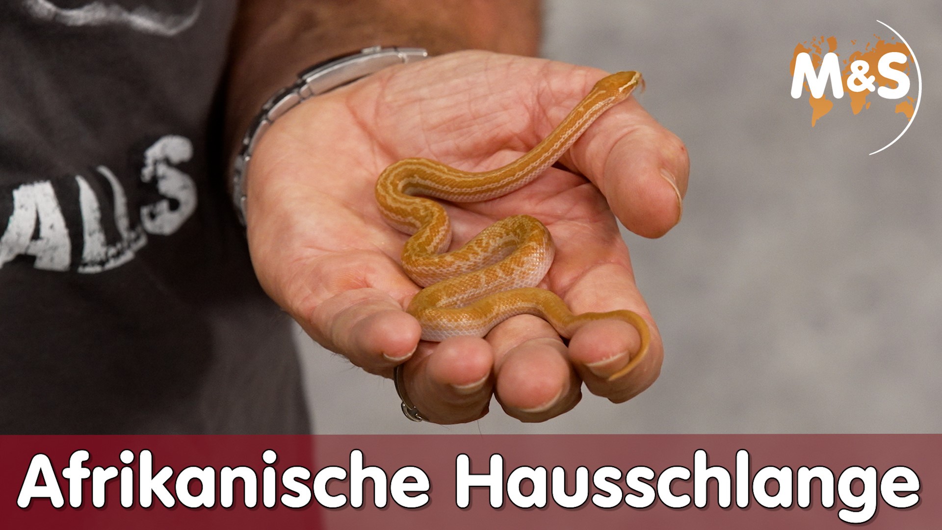 Afrikanische Hausschlange | Boaedon fuliginosus