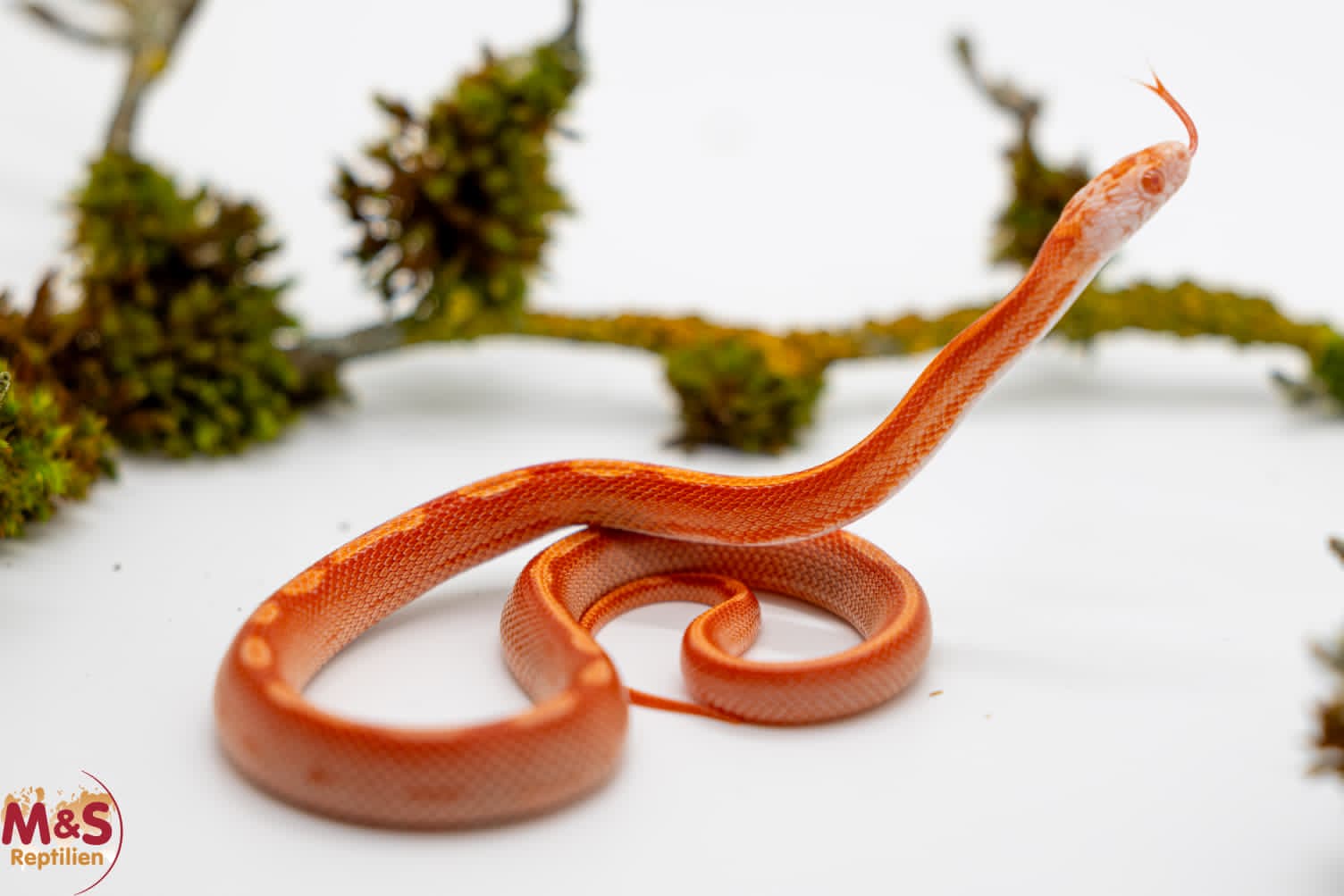 Hypo Inferno Tessera Motley Kornnatter (ca. 30cm) NZ´25 Pantherophis guttatus