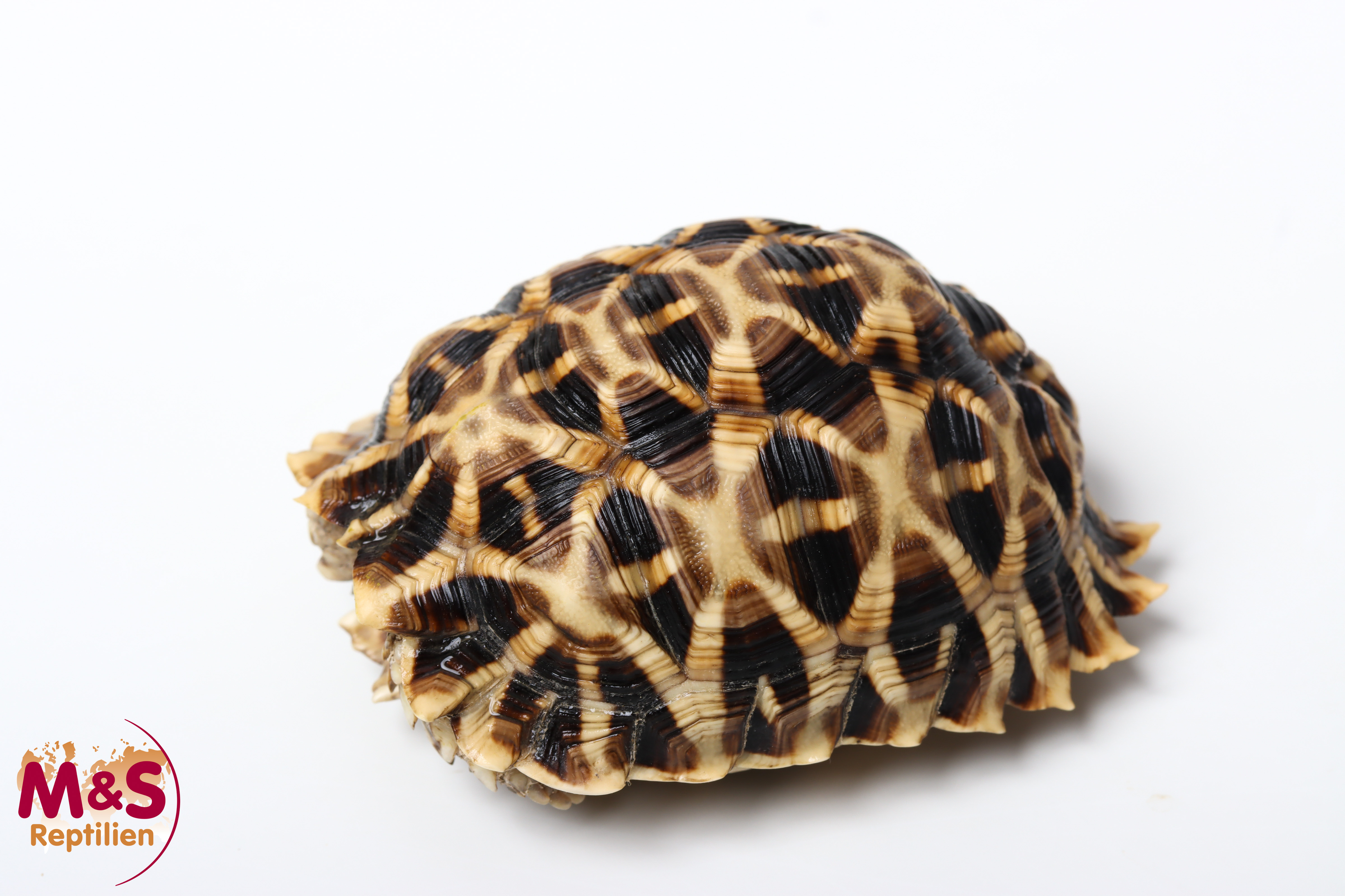 Kalahari Stachelrand-Landschildkröte (ca. 7-8cm) NZ´25 Psammobates oculiferus (Originalbild)