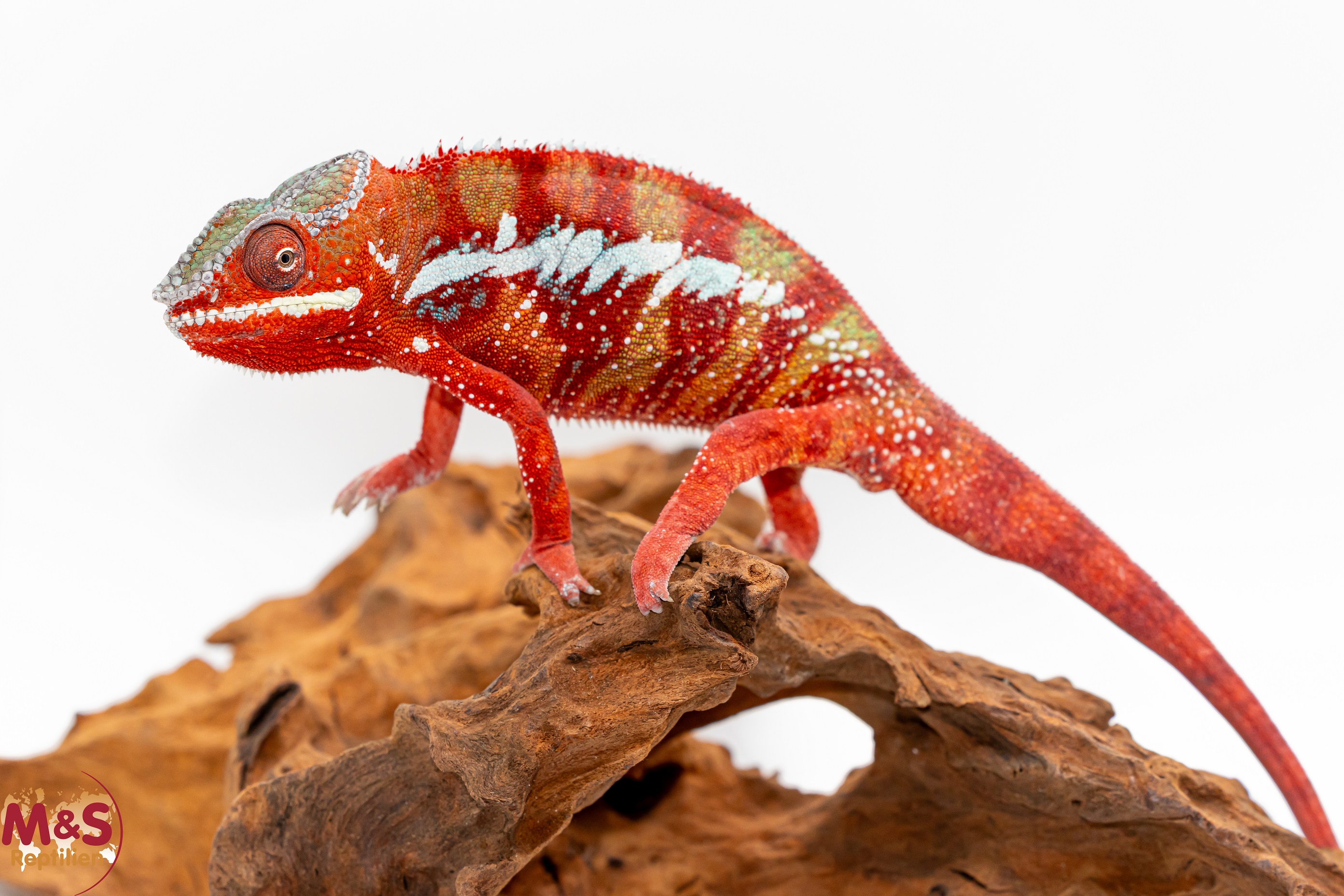 1.0 (Male) 'Ambilobe red' Pantherchamäleon NZ´25 (subadult) Furcifer pardalis (Originalbild)
