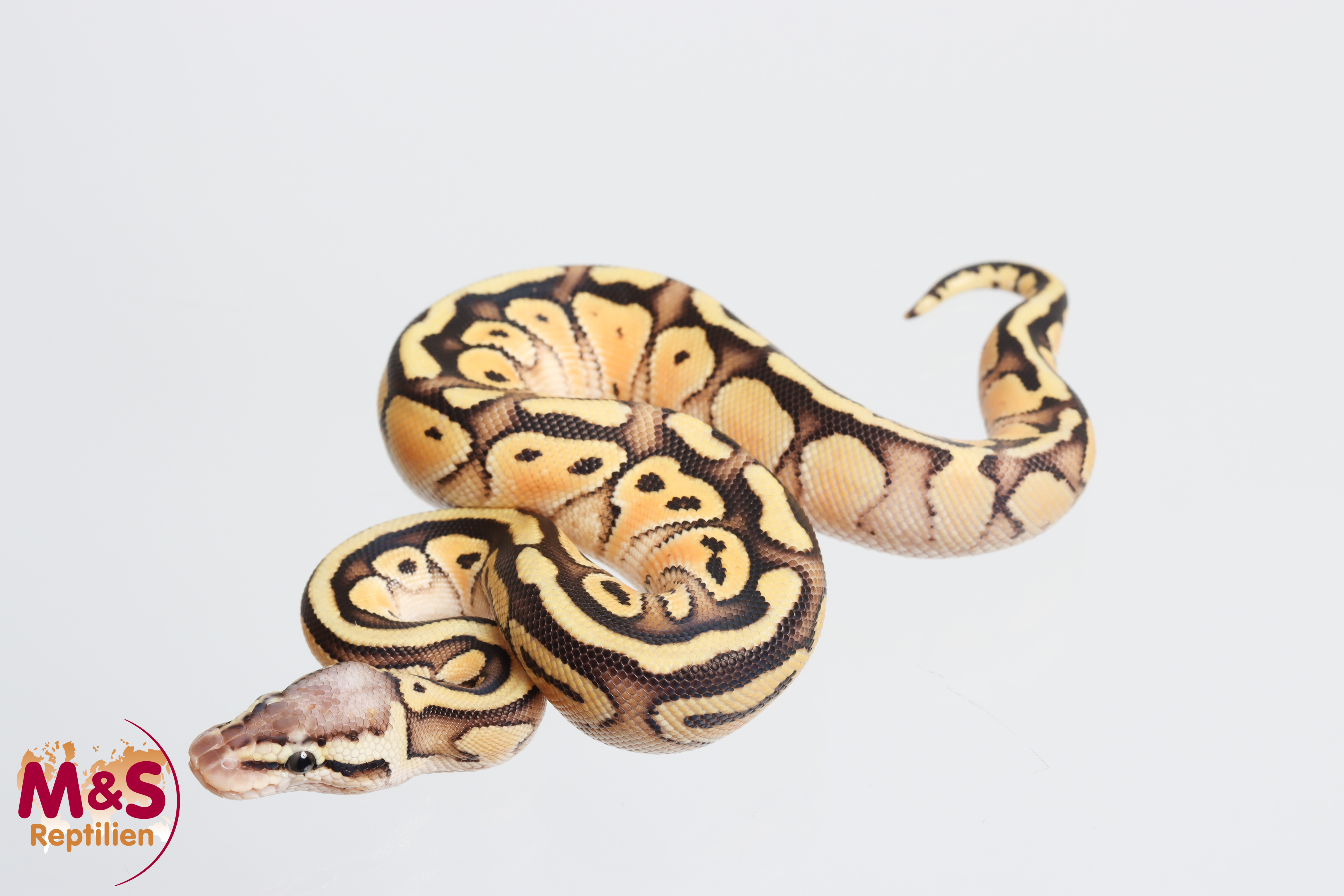 0.1 (Female) Odd - Super Pastel 50% poss. hetero Clown 50% poss. hetero Cryptic Königspython NZ´M&S´26 Python regius