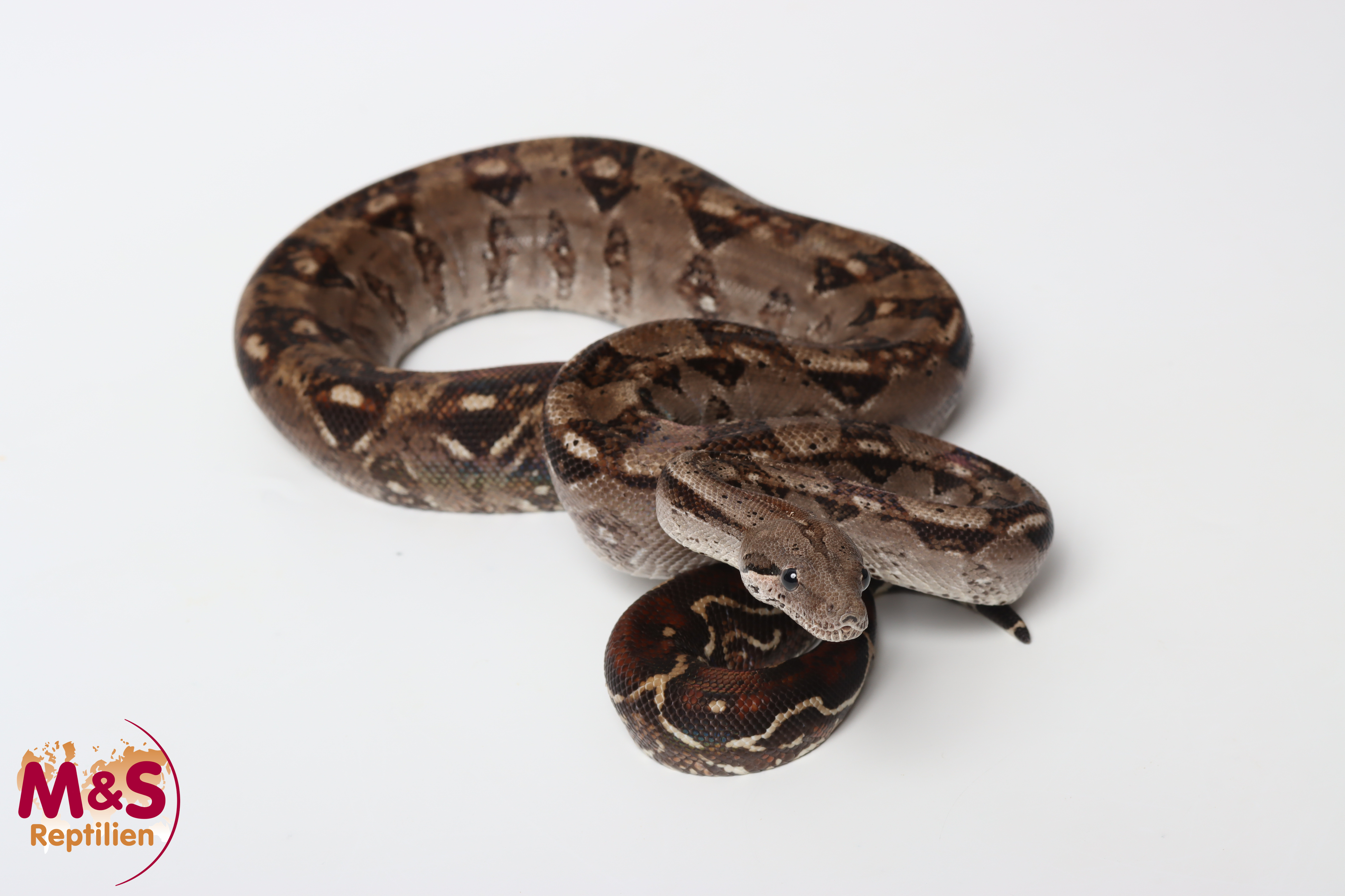 0.1 (Female) Mix Imperator Kaiserboa NZ´24 (ca. 90-100 cm) Boa c. imperator (Originalbild)