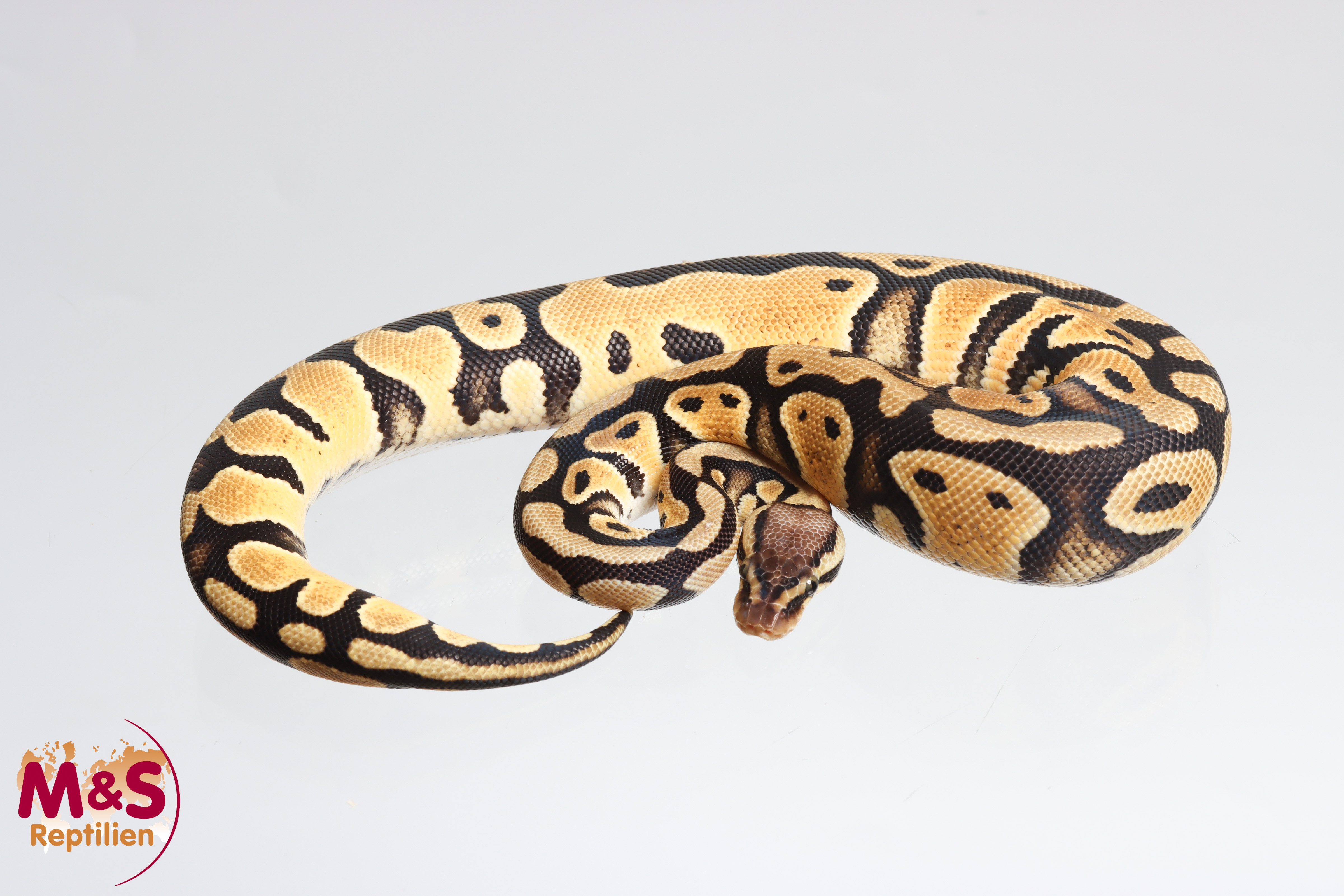 0.1 (Female) Pastel 100% DH Desert Ghost - Clown Königspython DNZ´25 Python regius