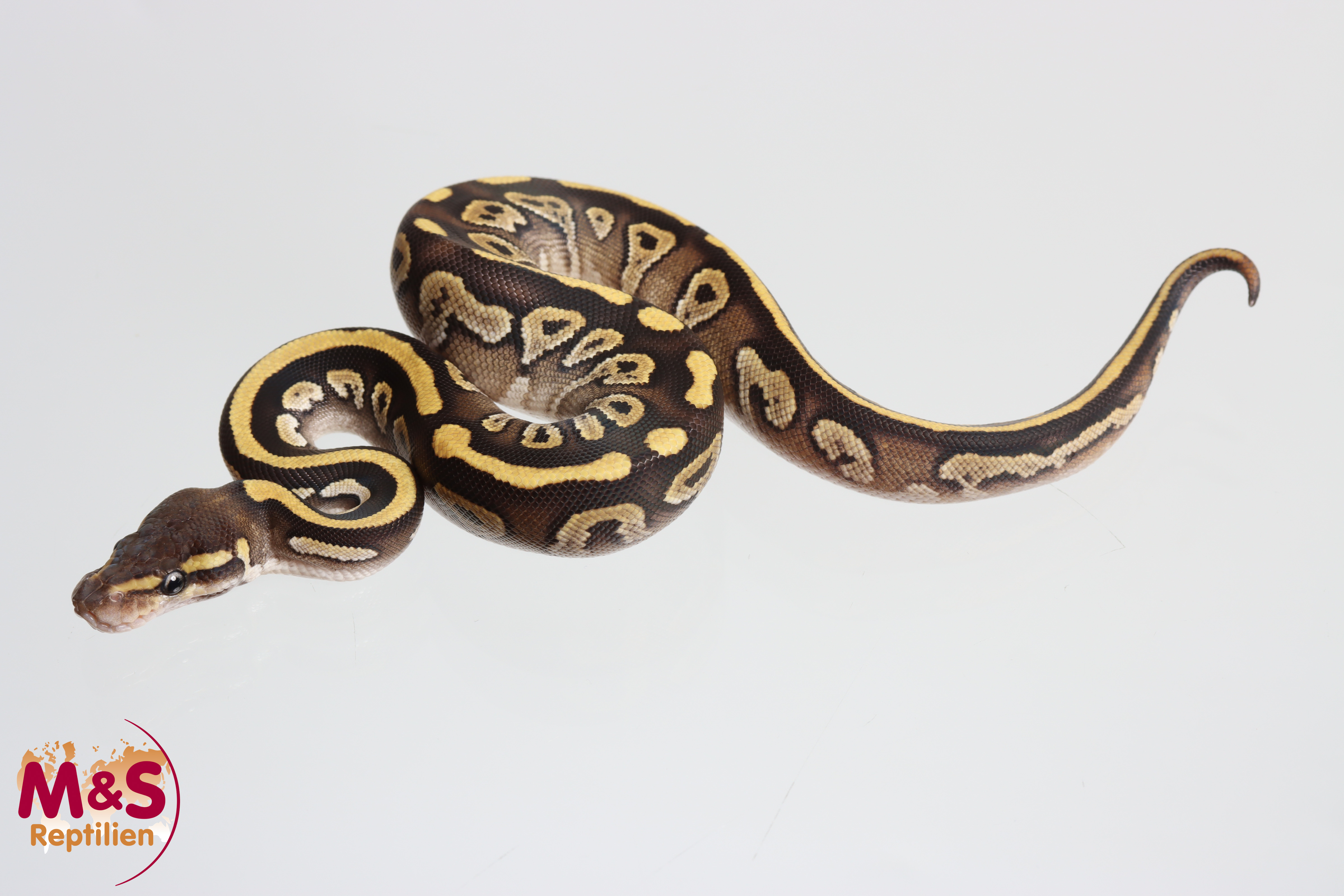 0.1 (Female) Mojave 100% hetero Piebald 66% poss. hetero Ultramel Königspython NZ´M&S´26 Python regius