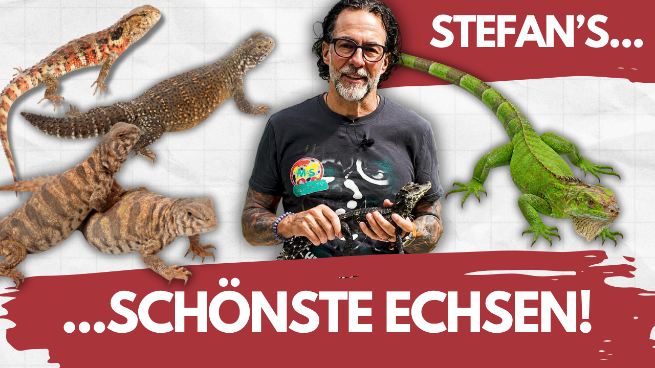 Titel: Das sind meine 5 SCHÖNSTEN Echsen! 🦎😍