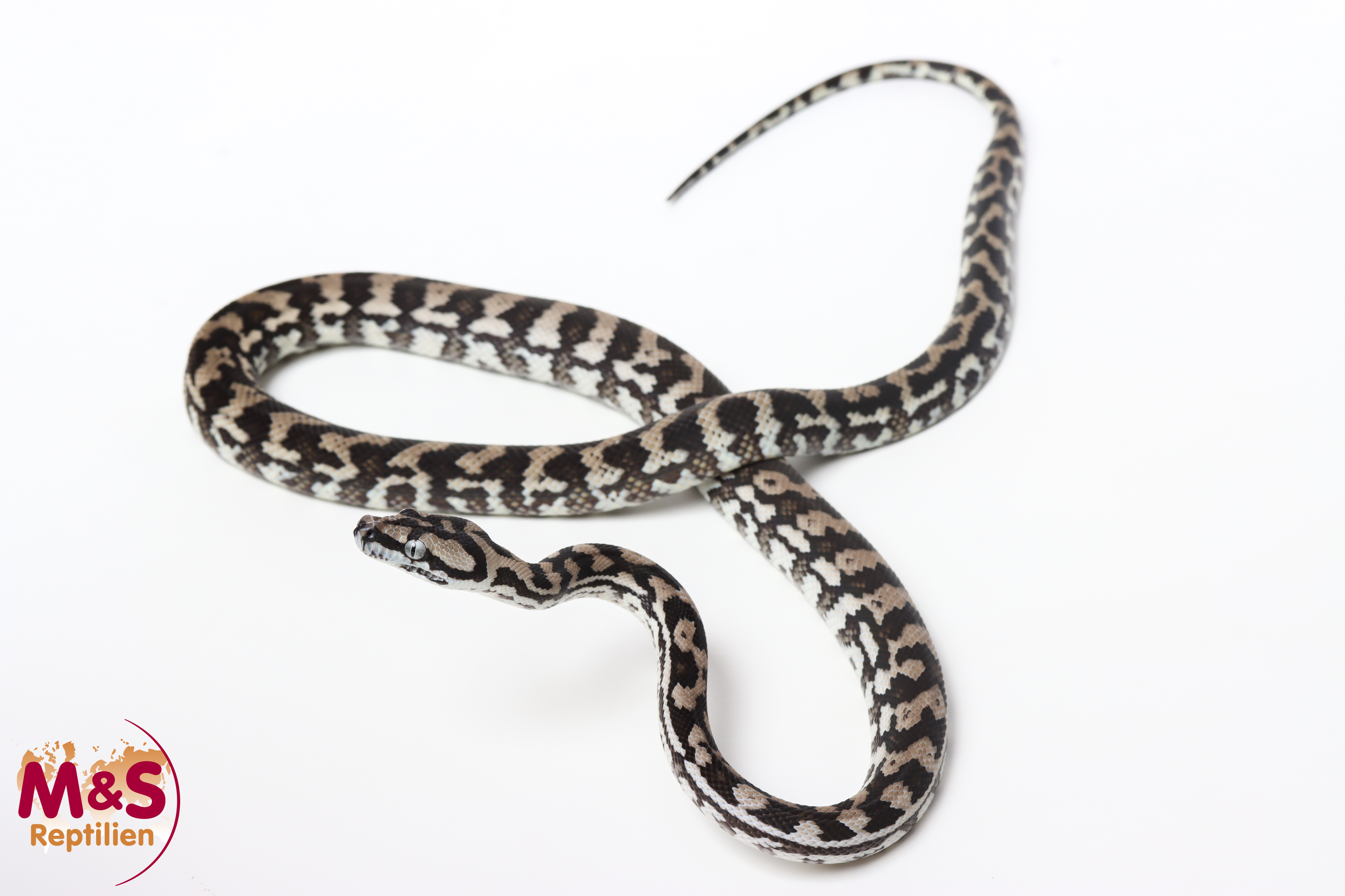 1.0 (Male) Axanthic Caramel Teppichpython NZ’24 (ca.80cm) Morelia spilota (Originalbild)