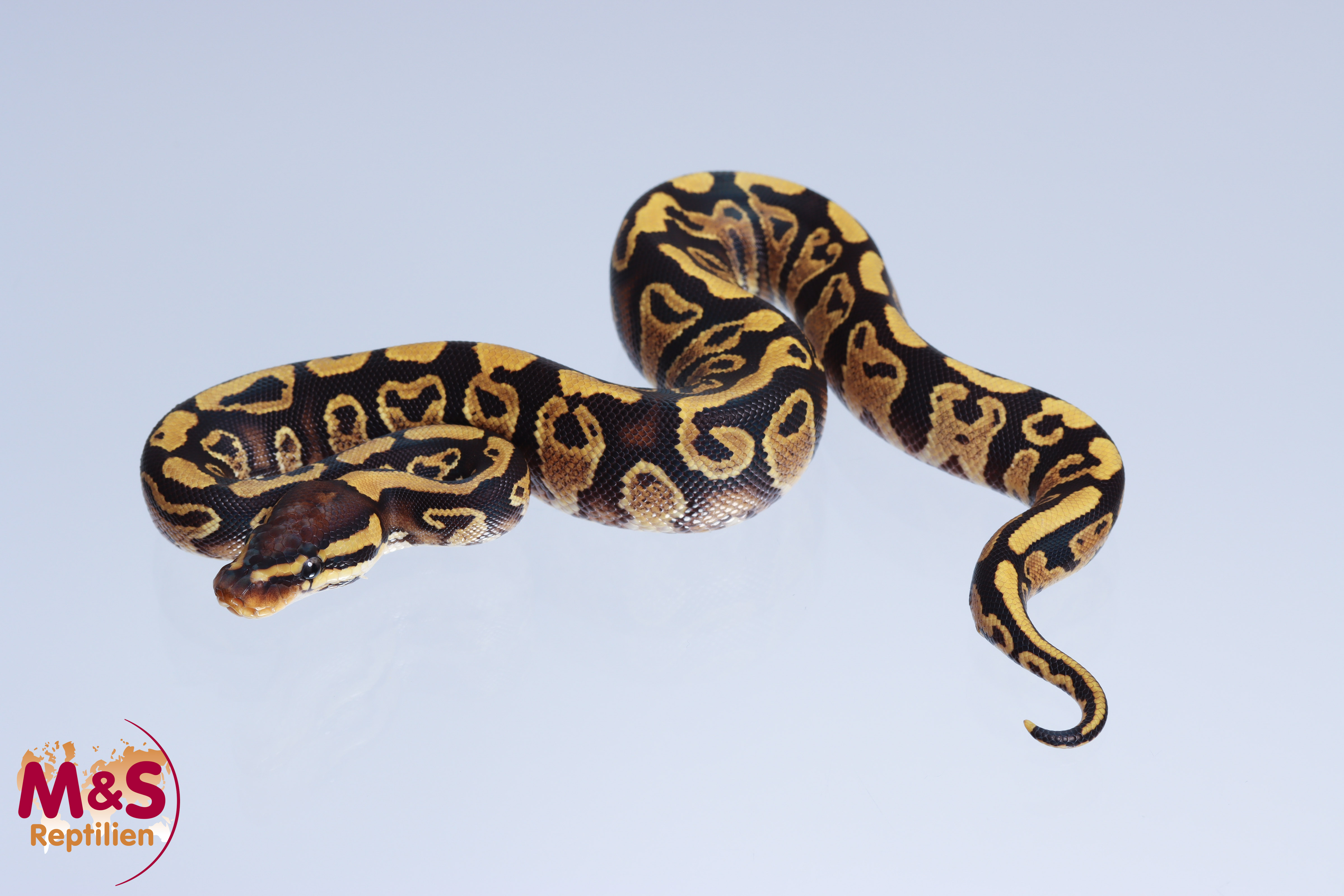 0.1 (Female) Gravel 50% pos. hetero Ultramel Königspython NZ´M&S´22 Python regius