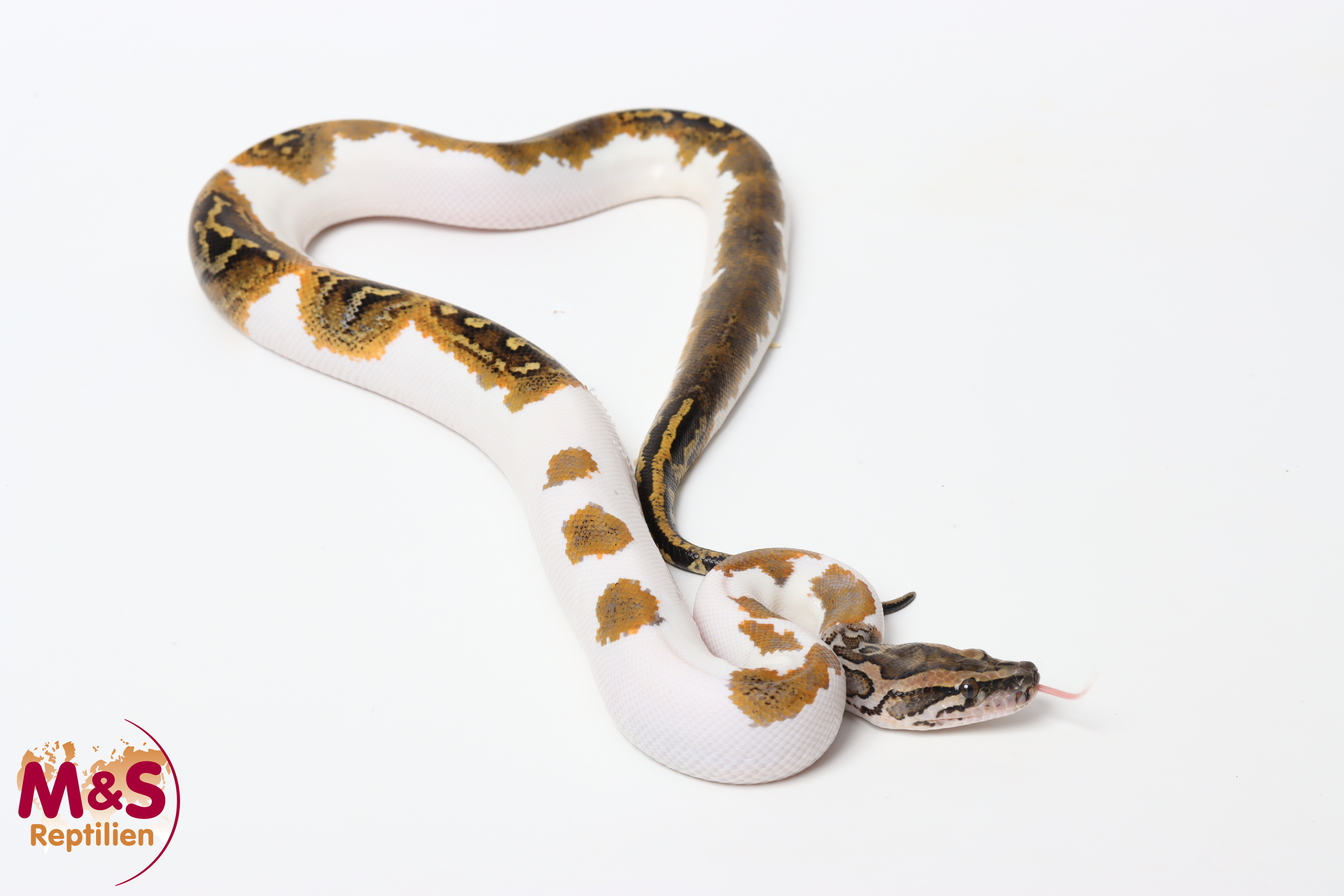1.0 (Male) Piebald 66% het Caramel Tigerpython NZ'25 (ca.80-90 cm) Python bivittatus (Originalbild)