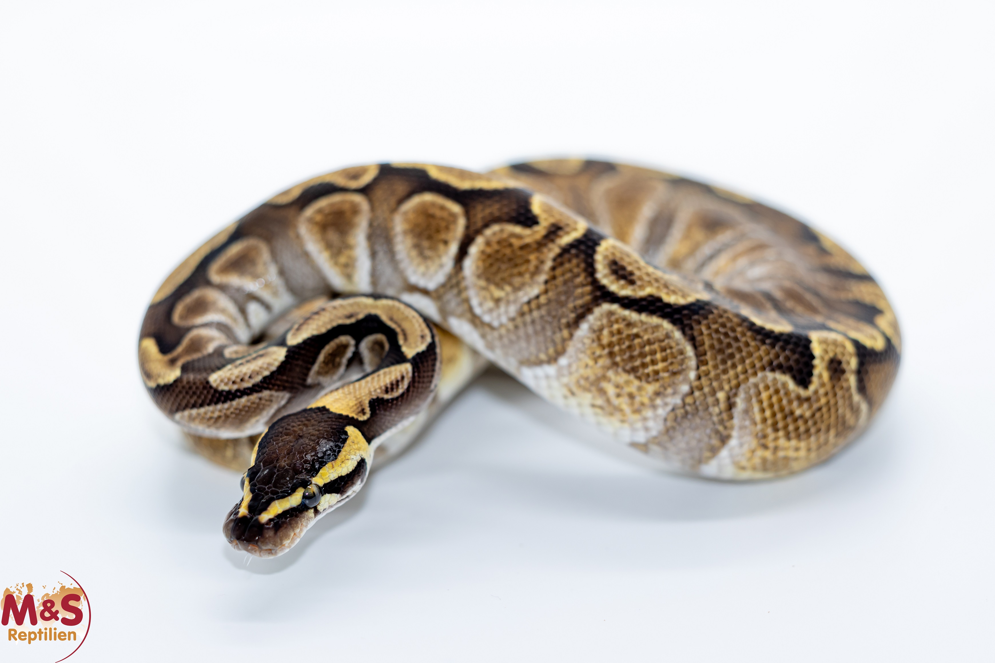 1.0 (Male) GHI Enchi Königspython NZ´M&S´24 Python regius