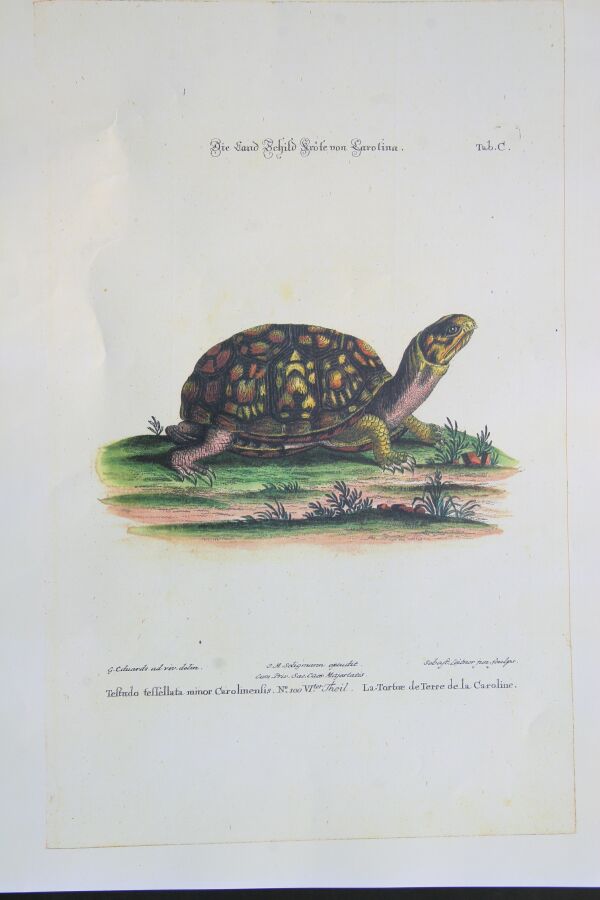 Grafik - Die Landschildkröten von Karolina