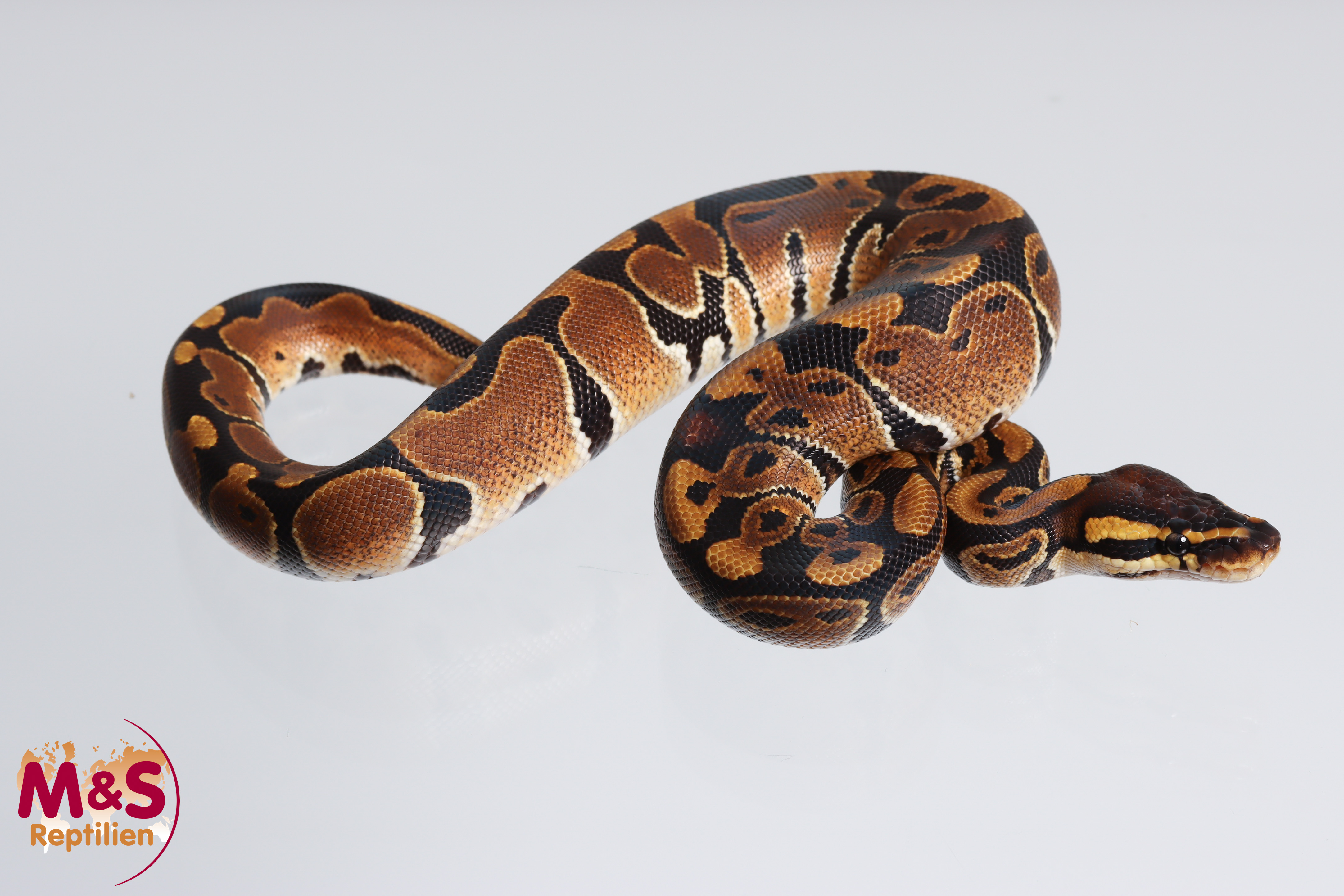 1.0 (Male) 100% hetero Sunset Königspython NZ´M&S´23 Python regius