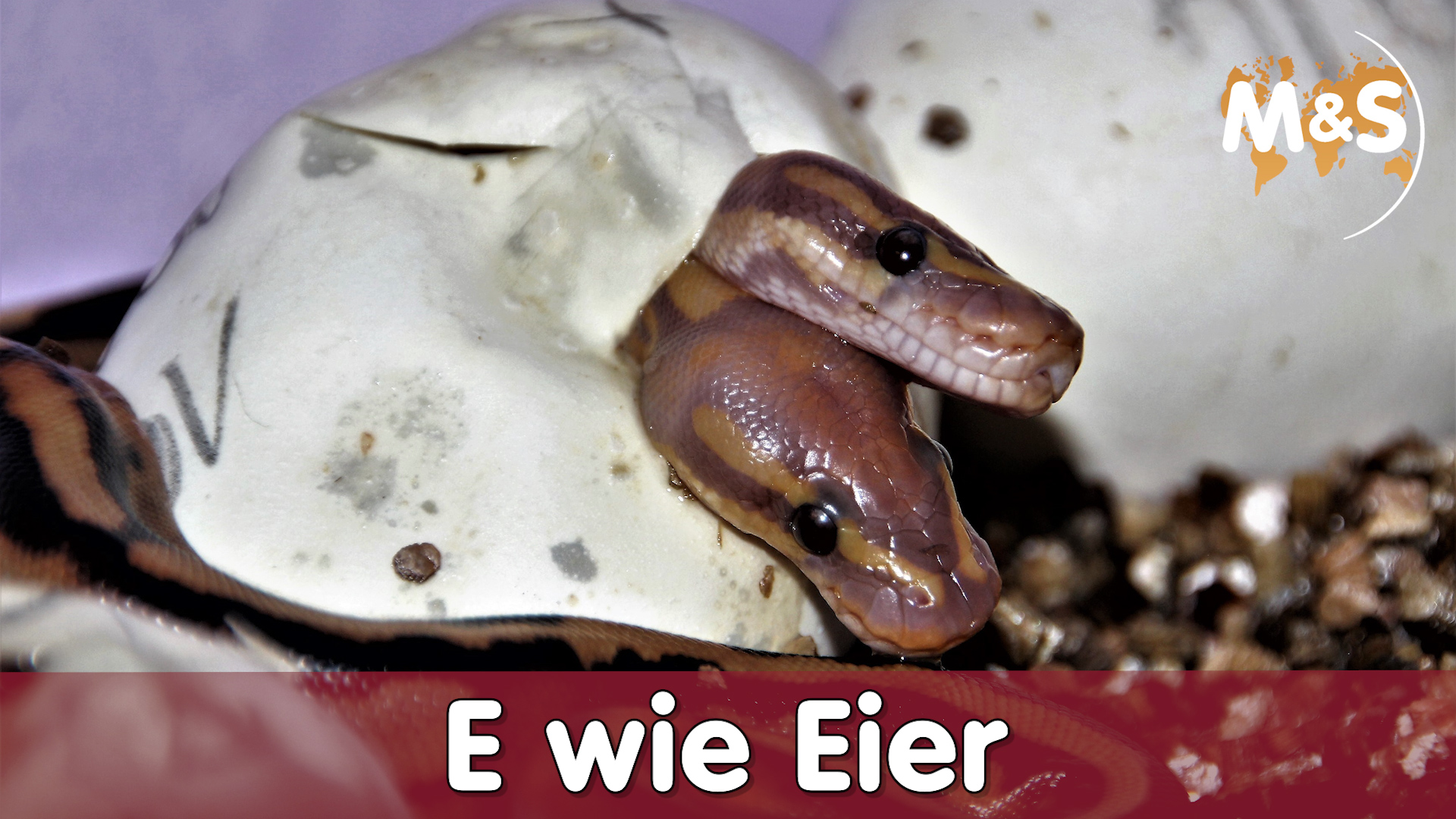 E wie EIER | Ablage, Inkubation, Temperatur, Schlupf | Reptilien ABC
