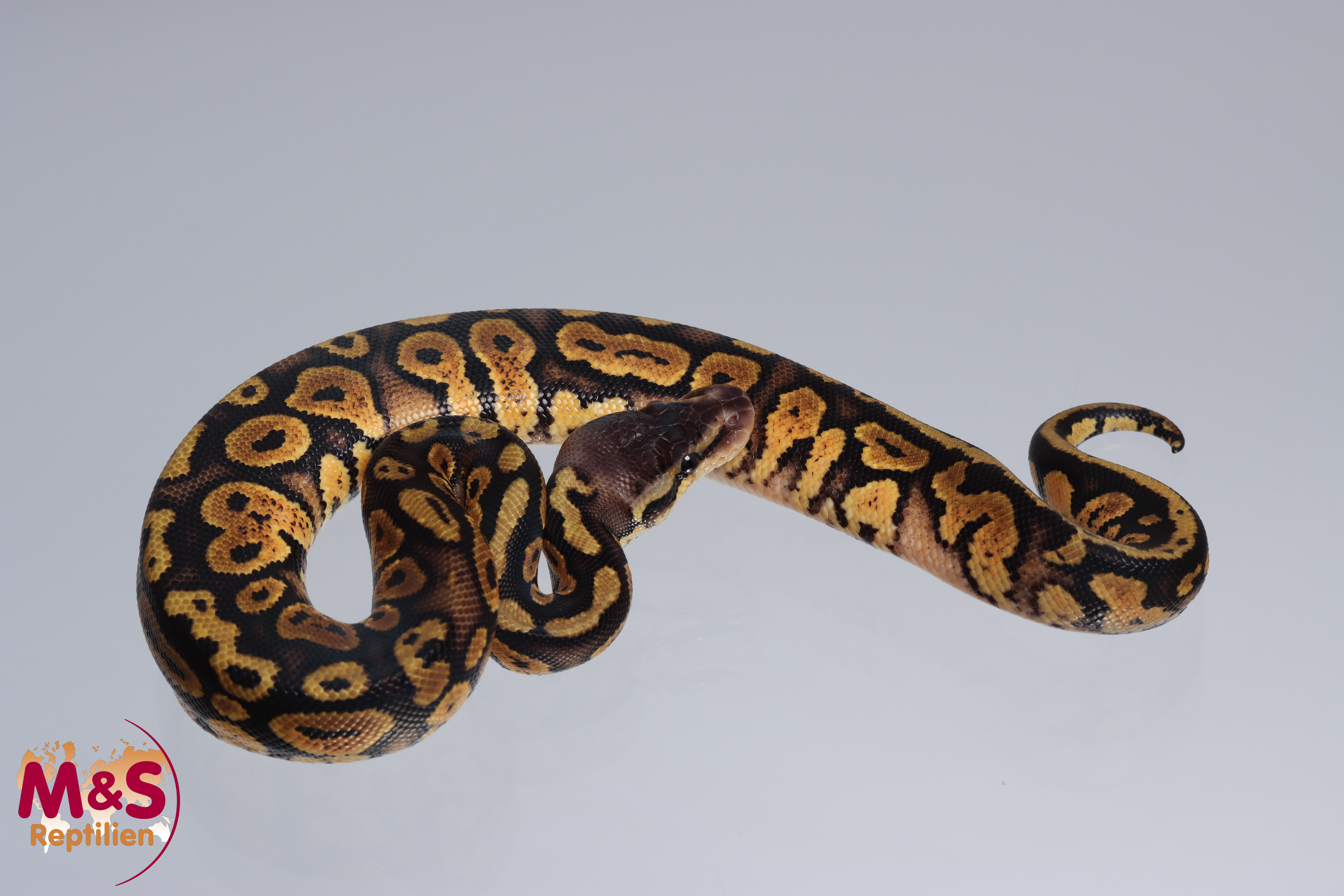 1.0 (Male) Copper - Pastel Königspython DNZ´22 Python regius
