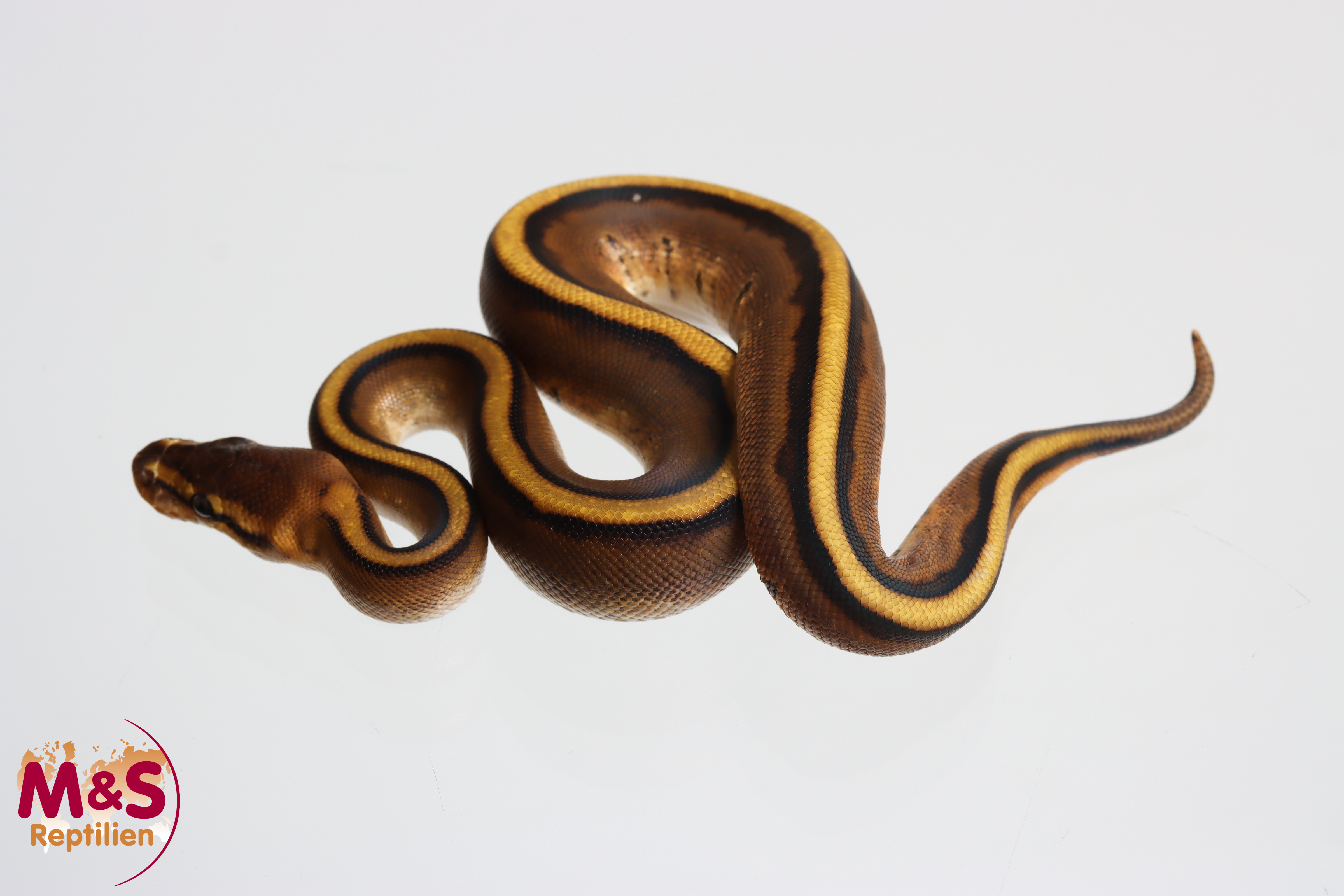 1.0 (Male) Genetic Stripe Königspython NZ' M&S 26 Python regius