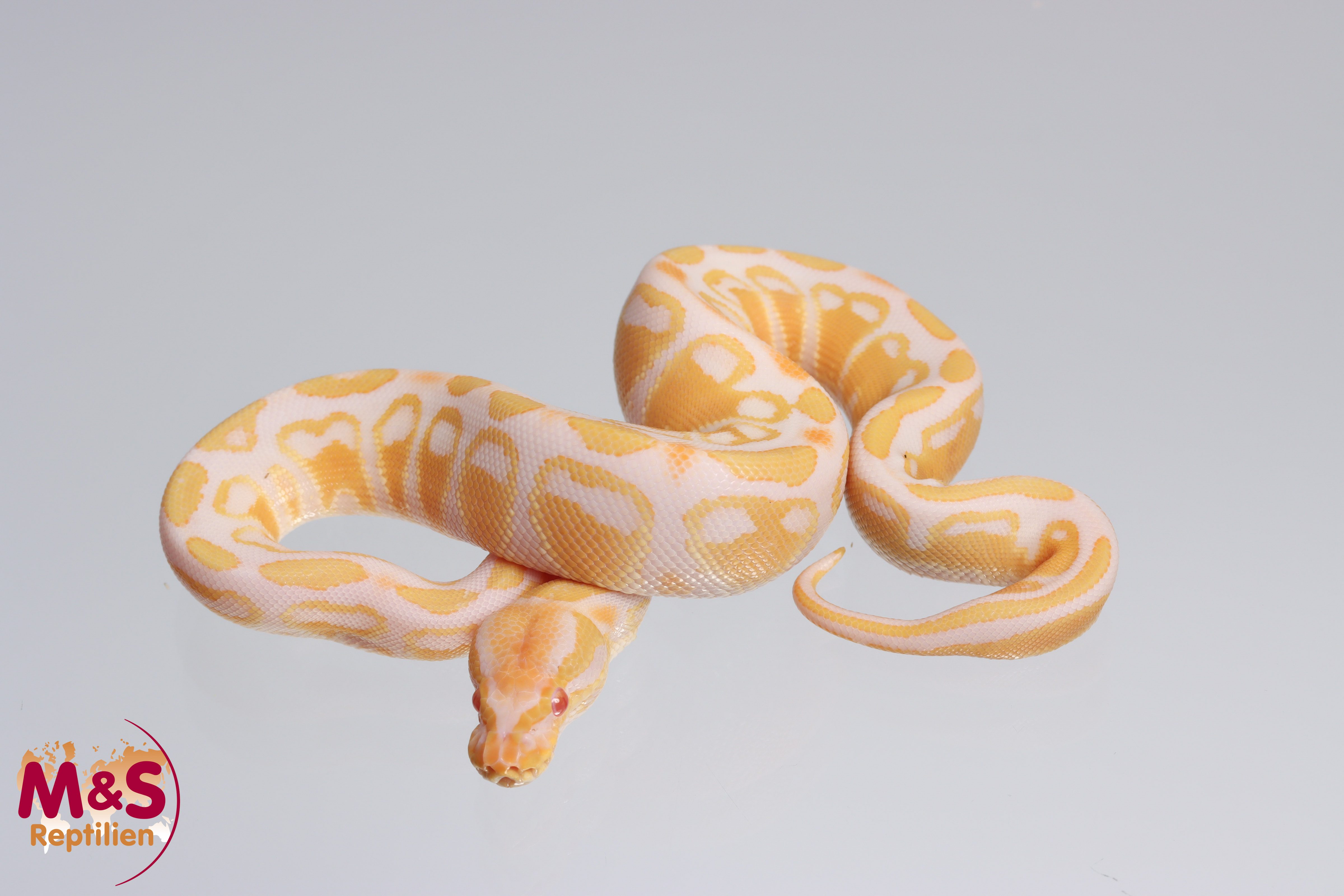 0.1 (Female) Albino 66% poss het. Sunset 66% poss het. Ultramel Königspython NZ´M&S´22 Python regius