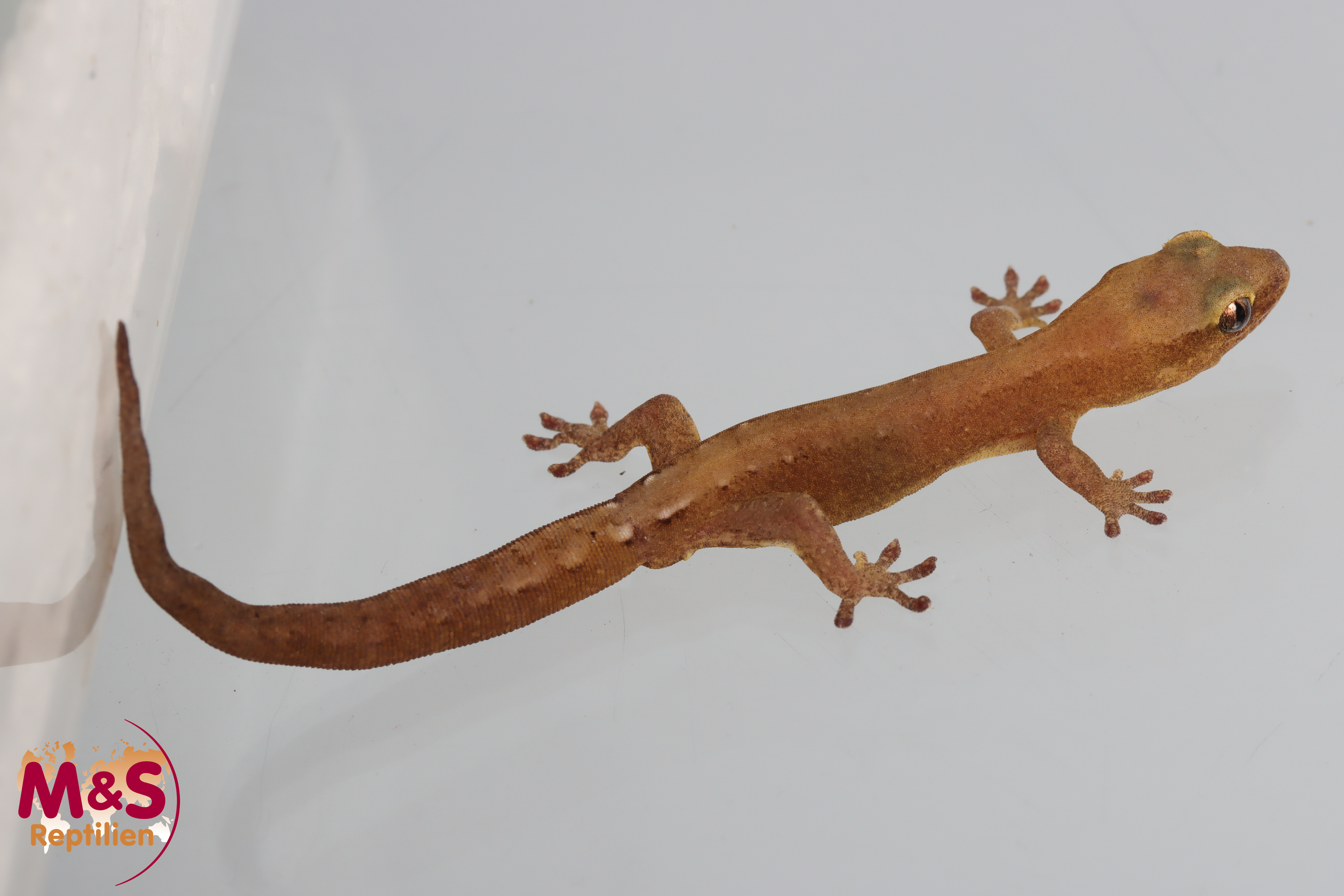 1.1 (Pärchen) Dierkogekko ''Nahoue'' NZ´24 (adult) Dierogekko nahoueensis (Originalbild)